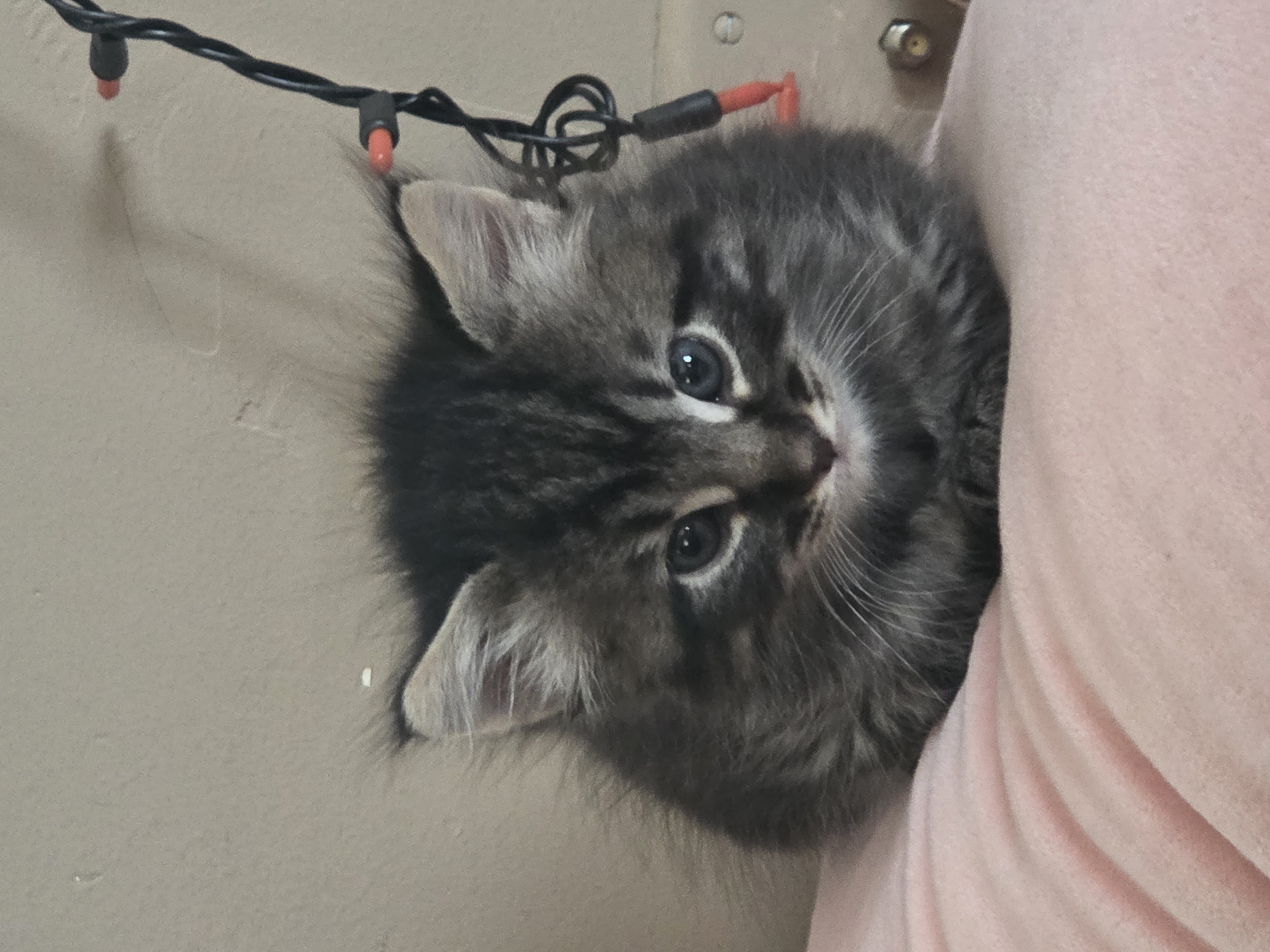 Picture of the Animal Listed