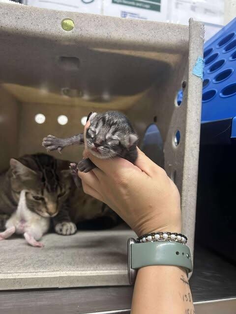 Picture of the Animal Listed
