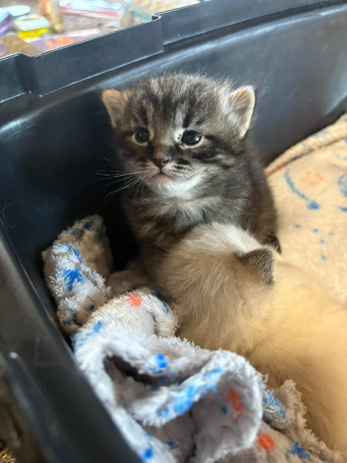 Picture of the Animal Listed