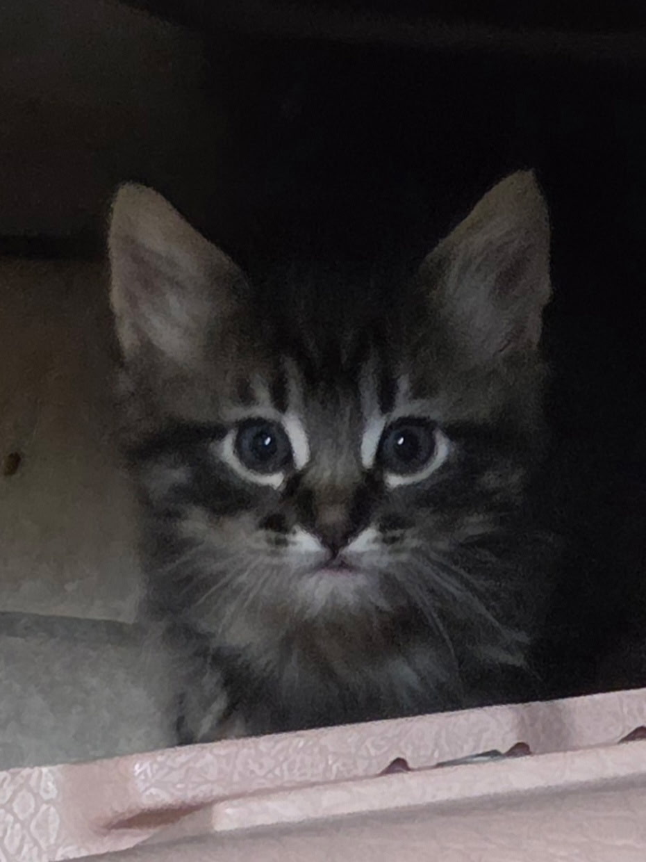 Picture of the Animal Listed
