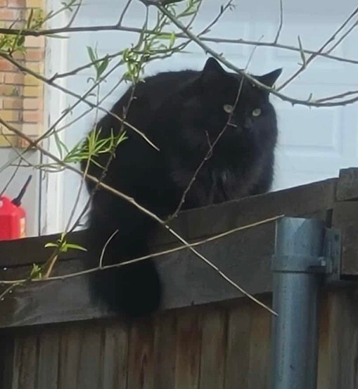 Picture of the Animal Listed