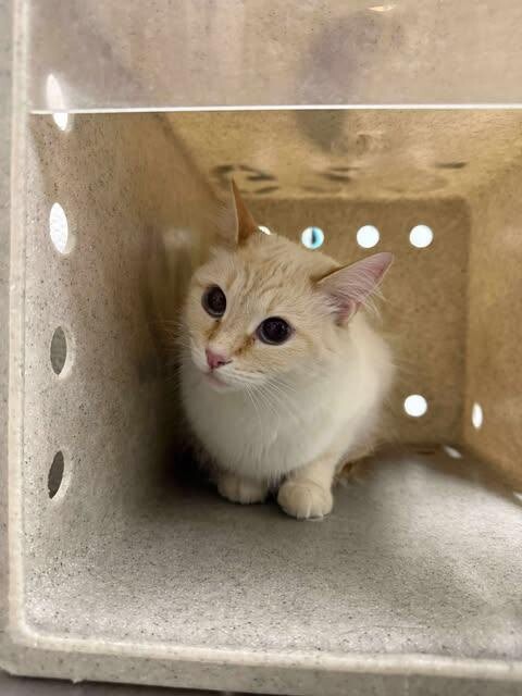 Picture of the Animal Listed