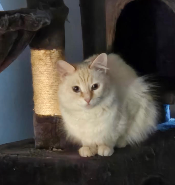 Picture of the Animal Listed