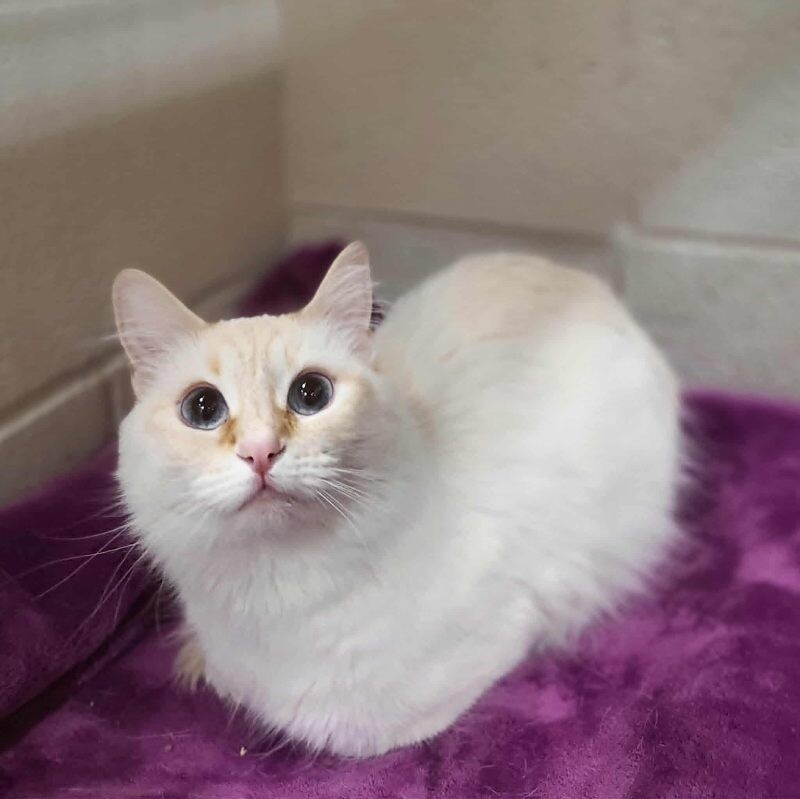 Picture of the Animal Listed