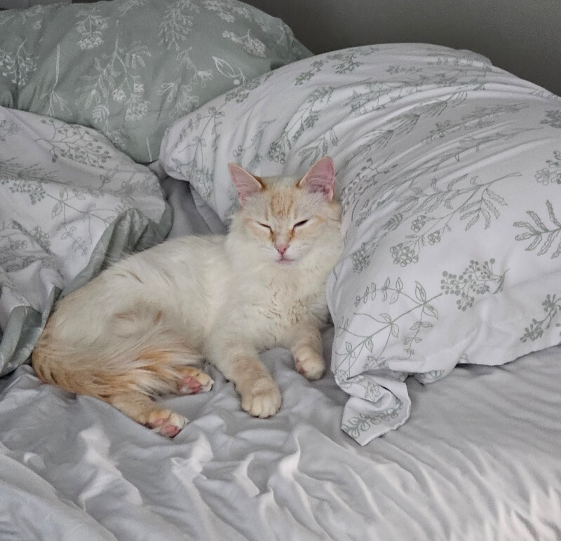 Picture of the Animal Listed