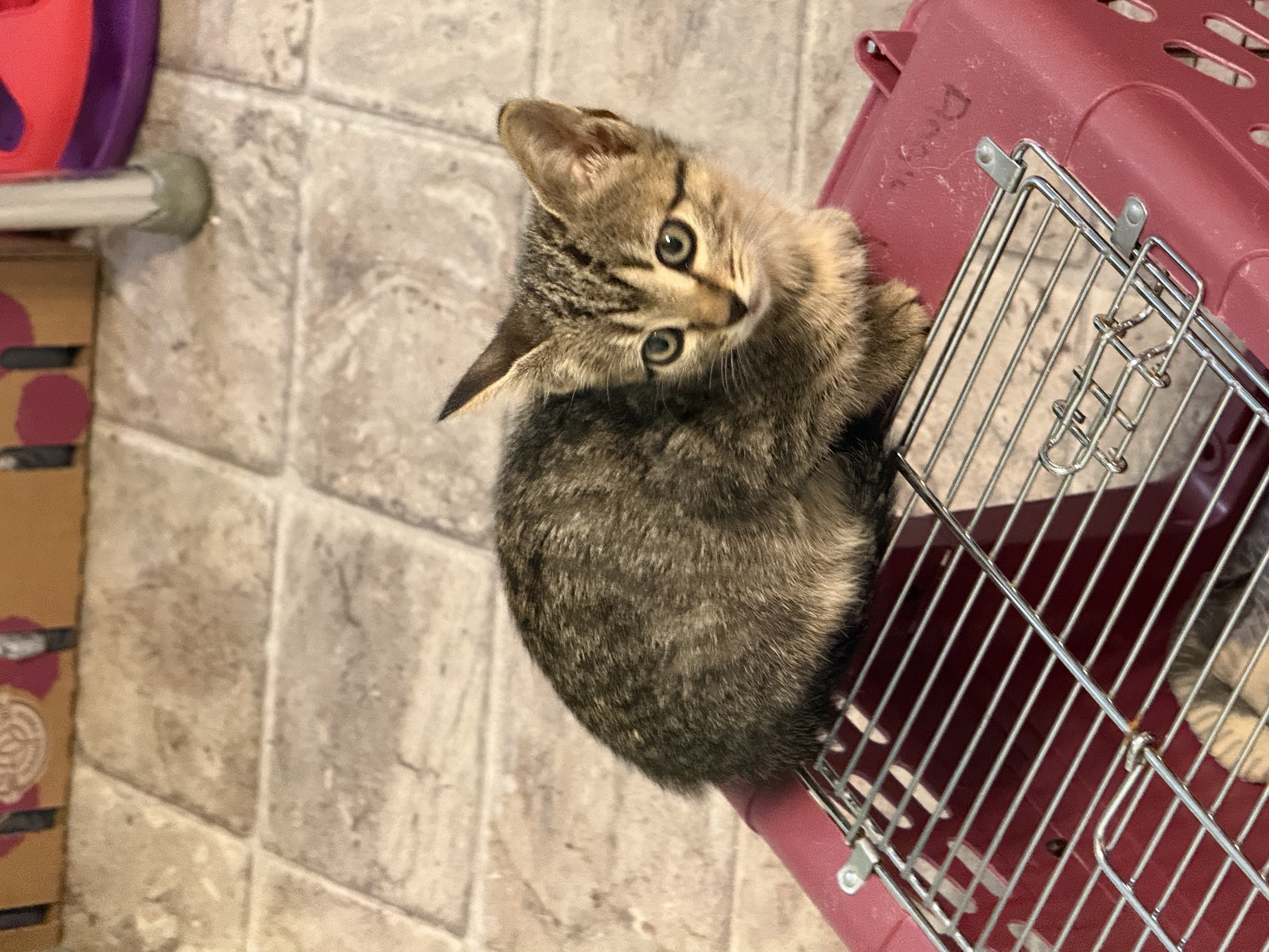 Picture of the Animal Listed