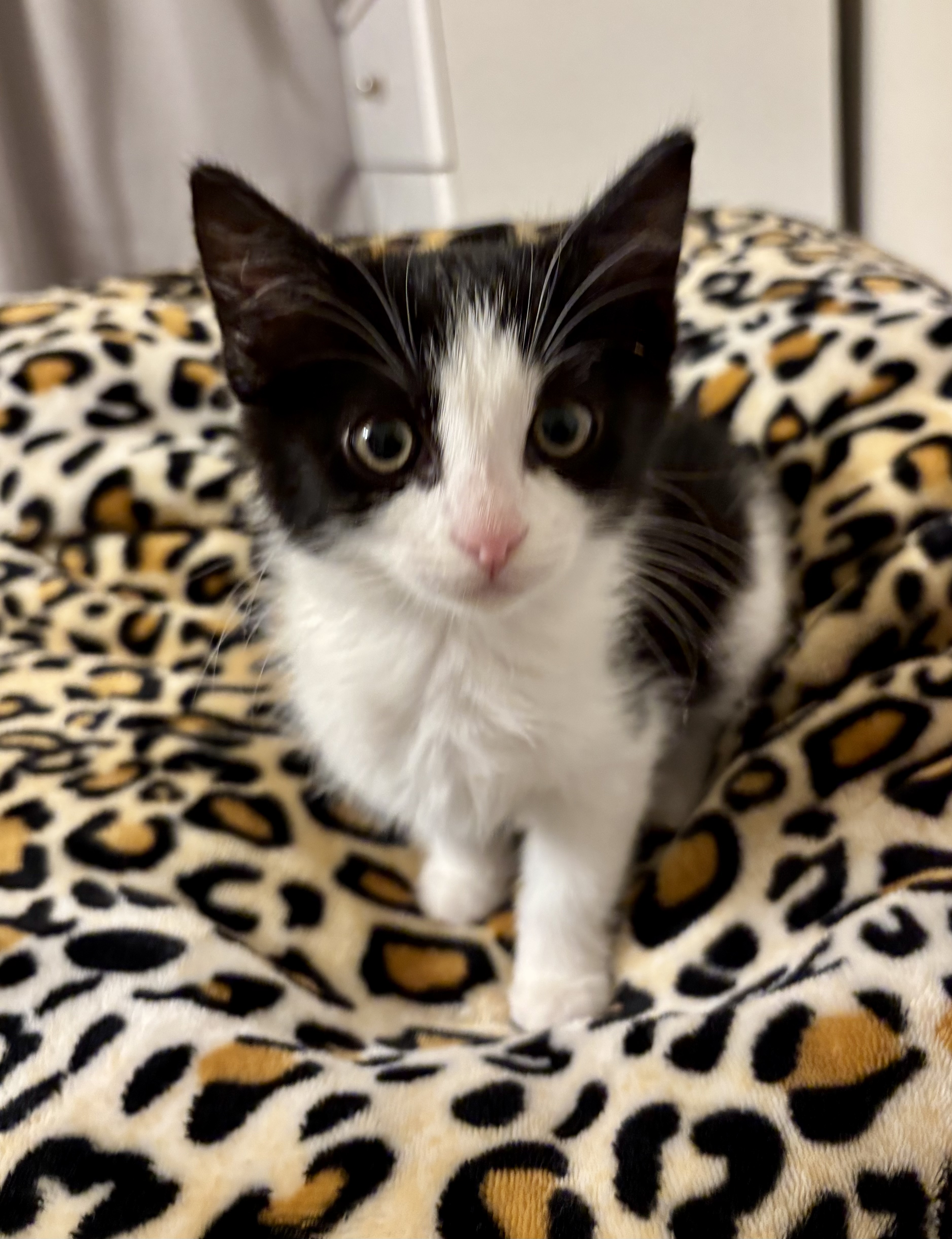 Picture of the Animal Listed