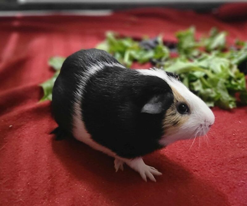 Picture of the Animal Listed