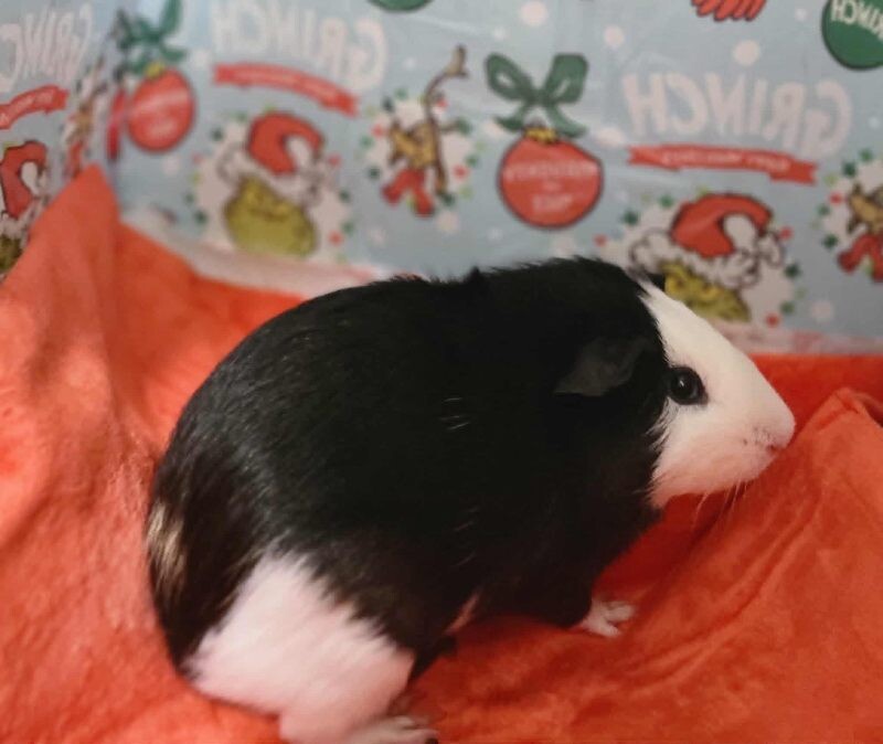 Picture of the Animal Listed