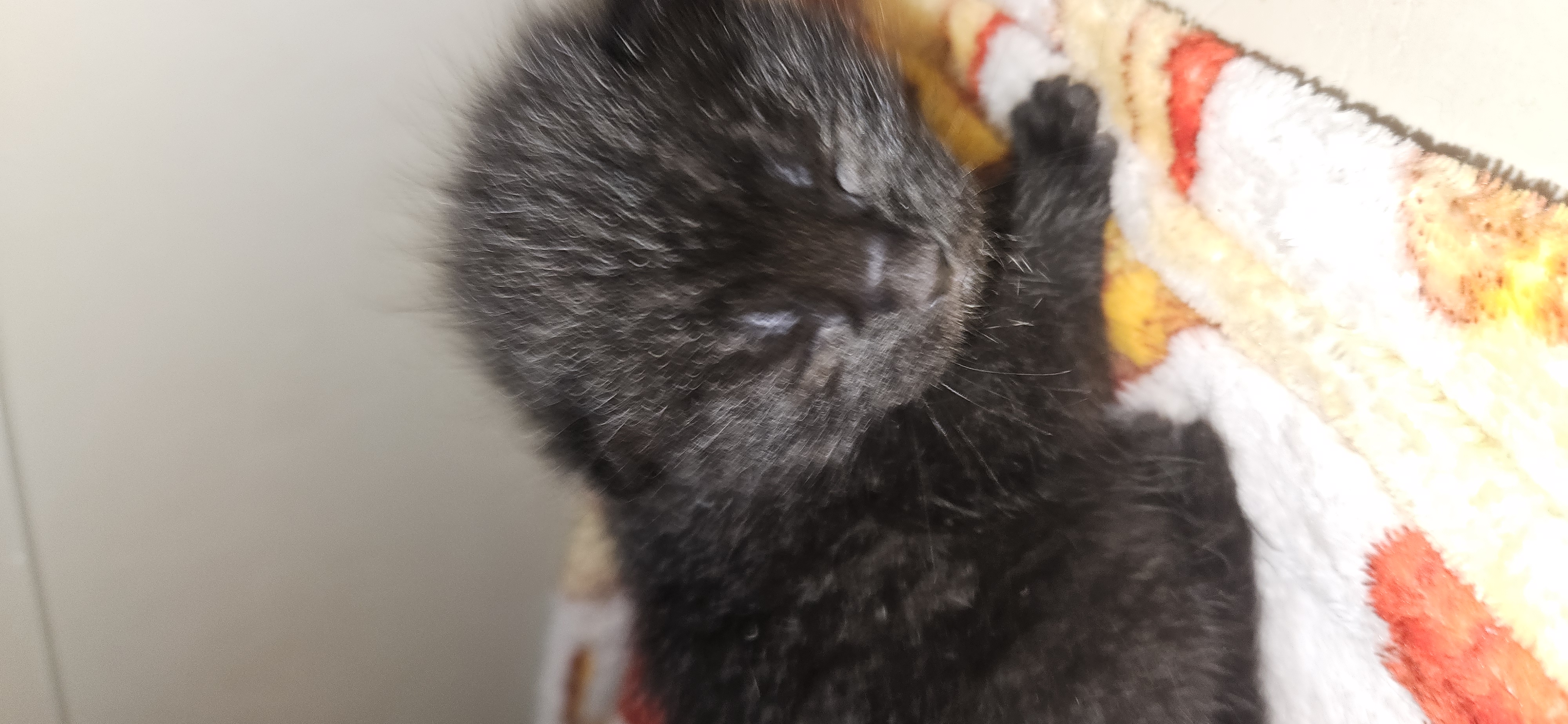 Picture of the Animal Listed