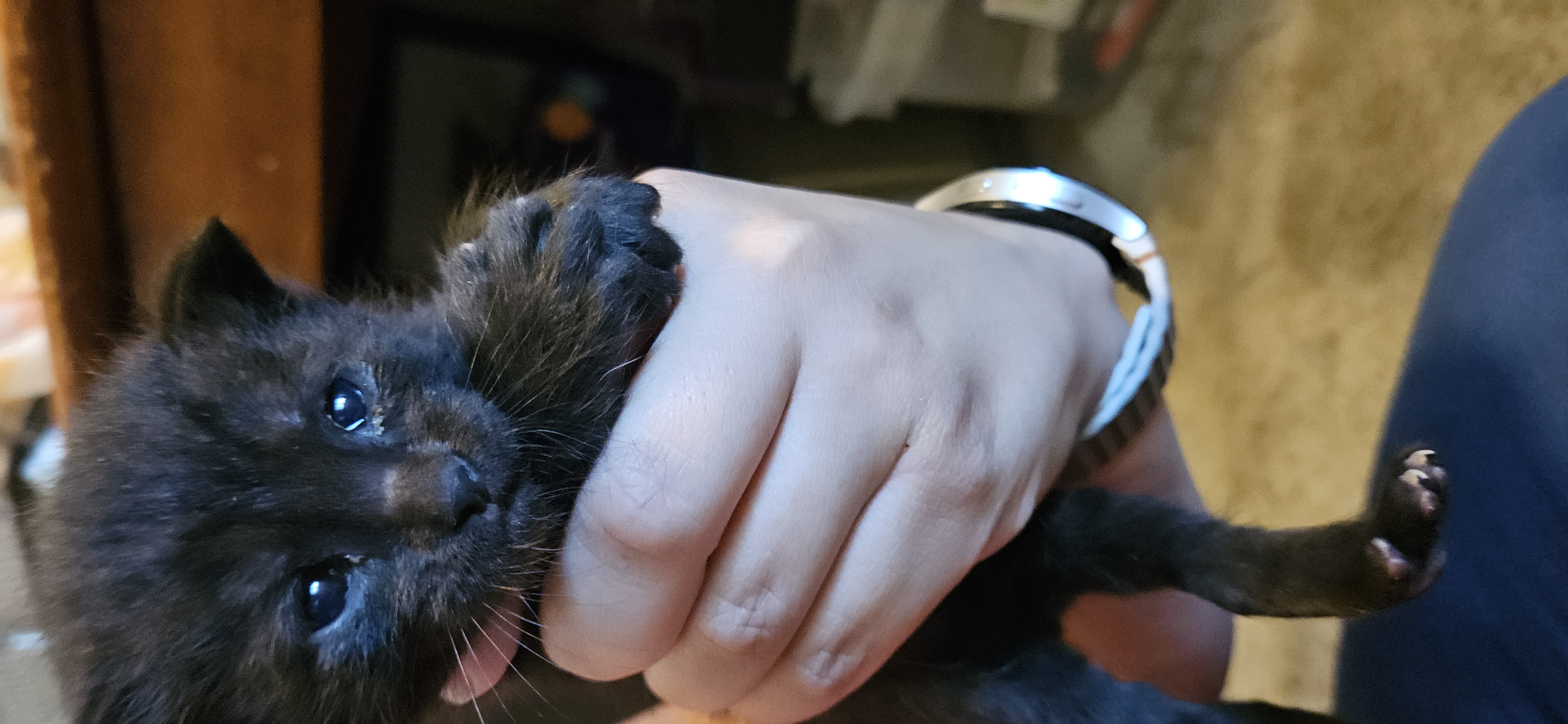 Picture of the Animal Listed