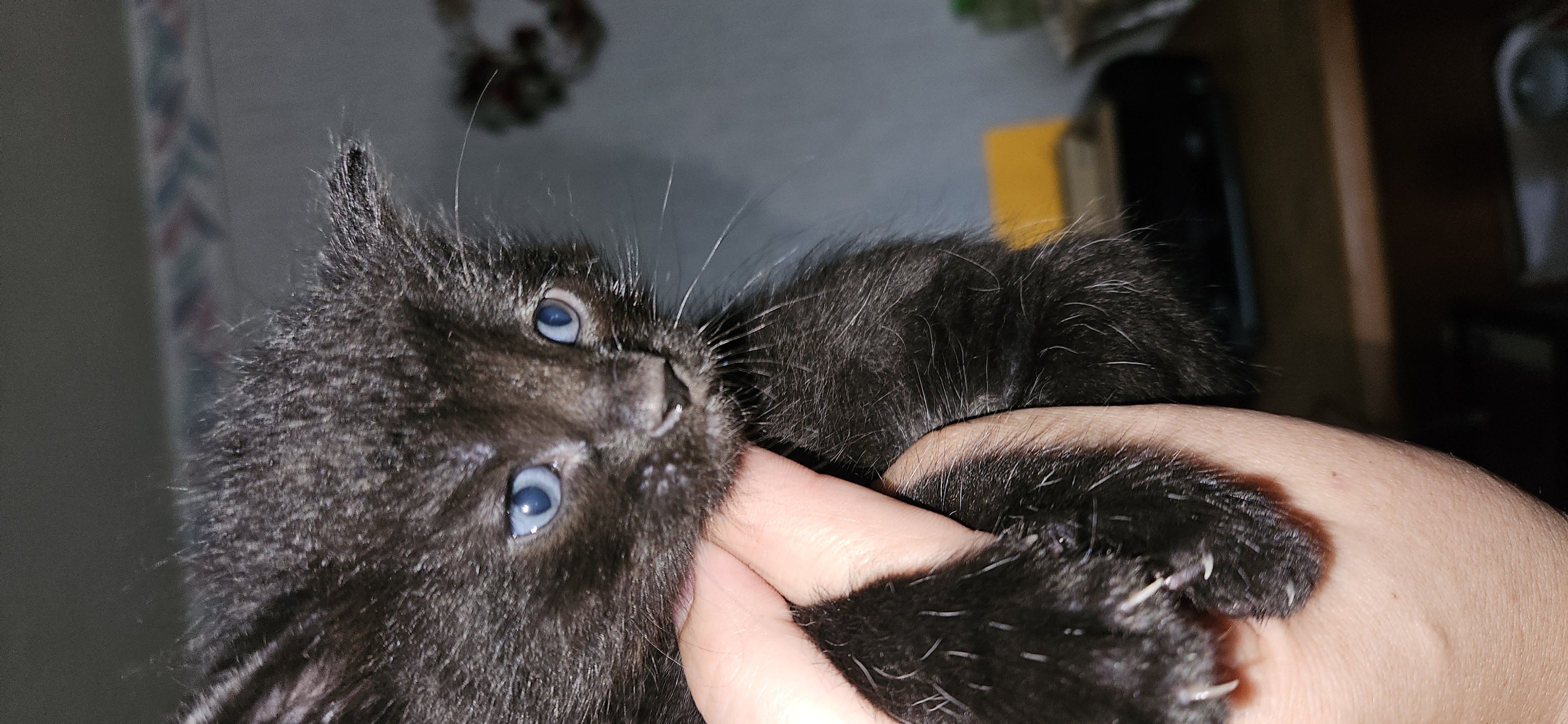 Picture of the Animal Listed