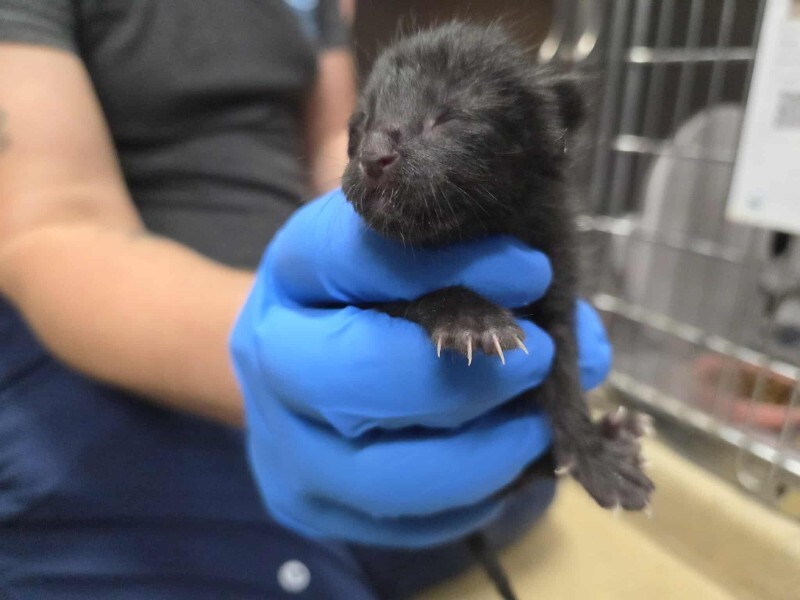 Picture of the Animal Listed