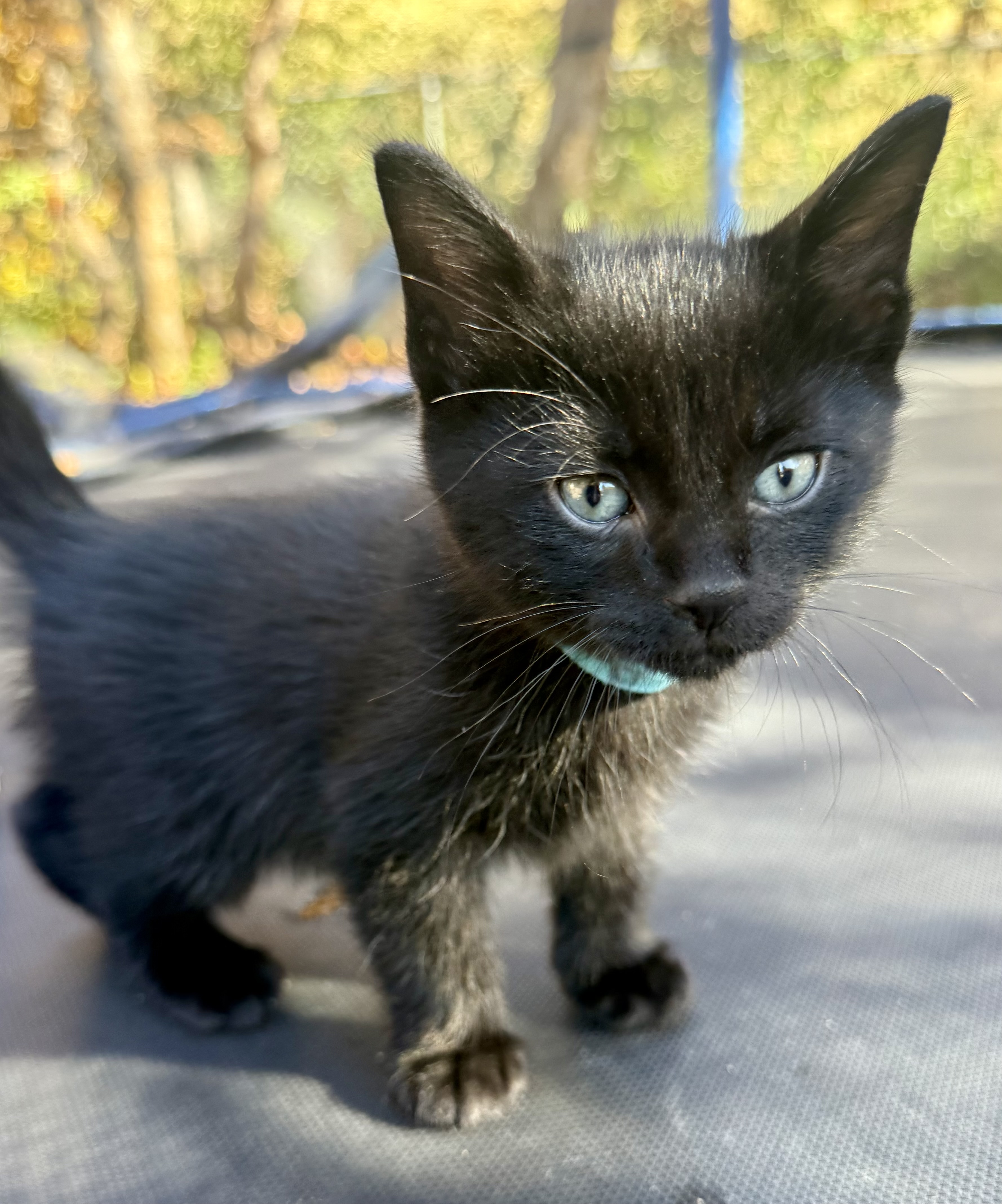 Picture of the Animal Listed