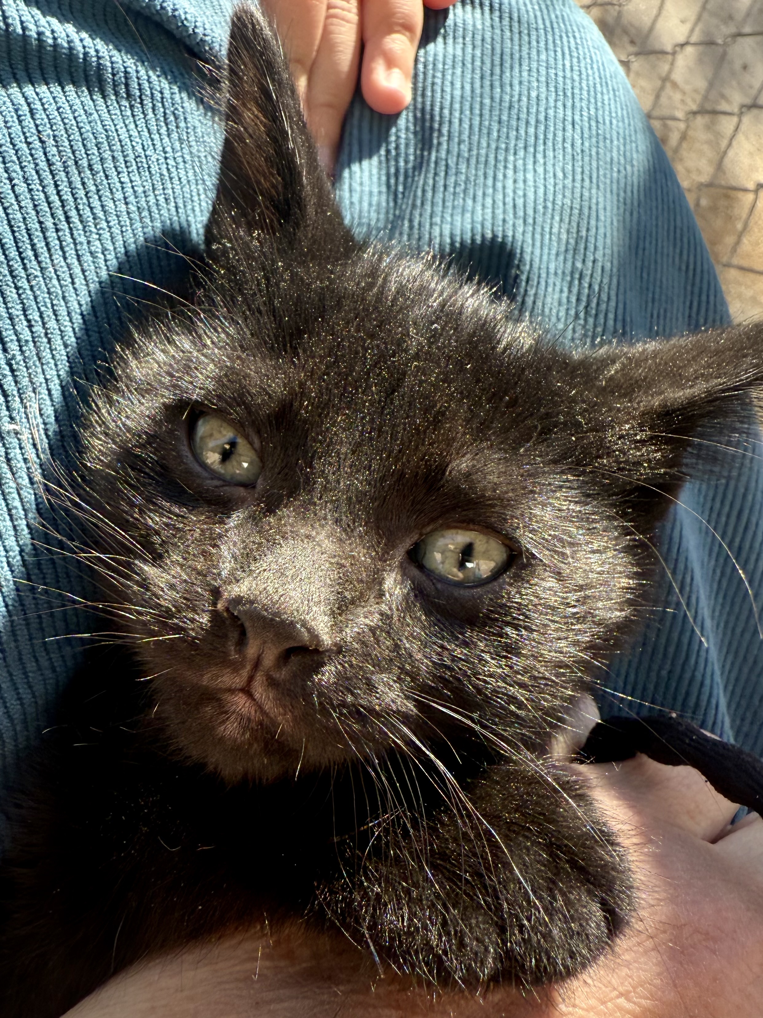 Picture of the Animal Listed