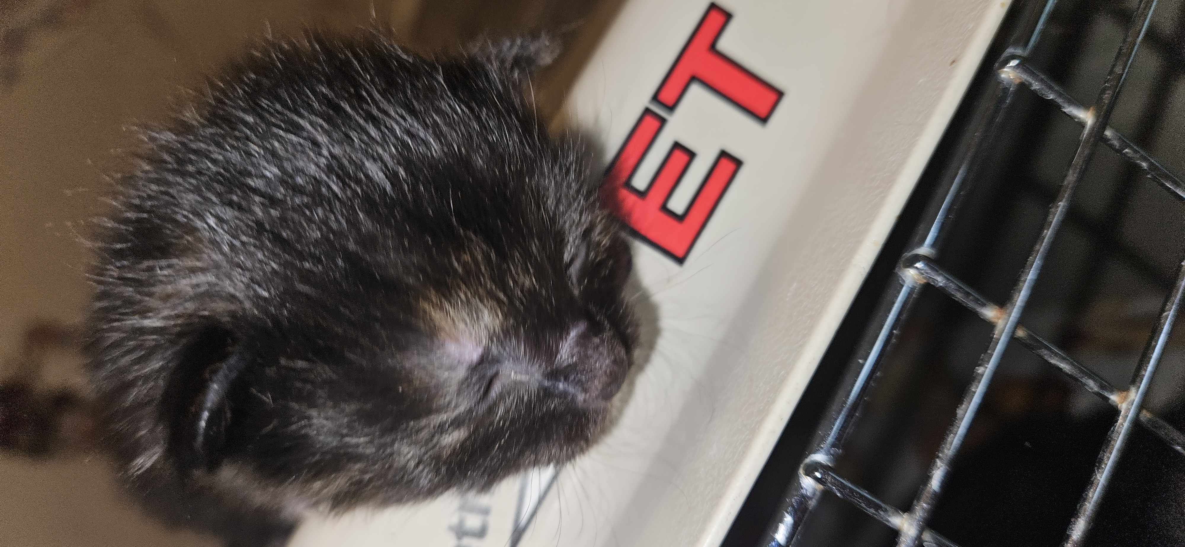 Picture of the Animal Listed