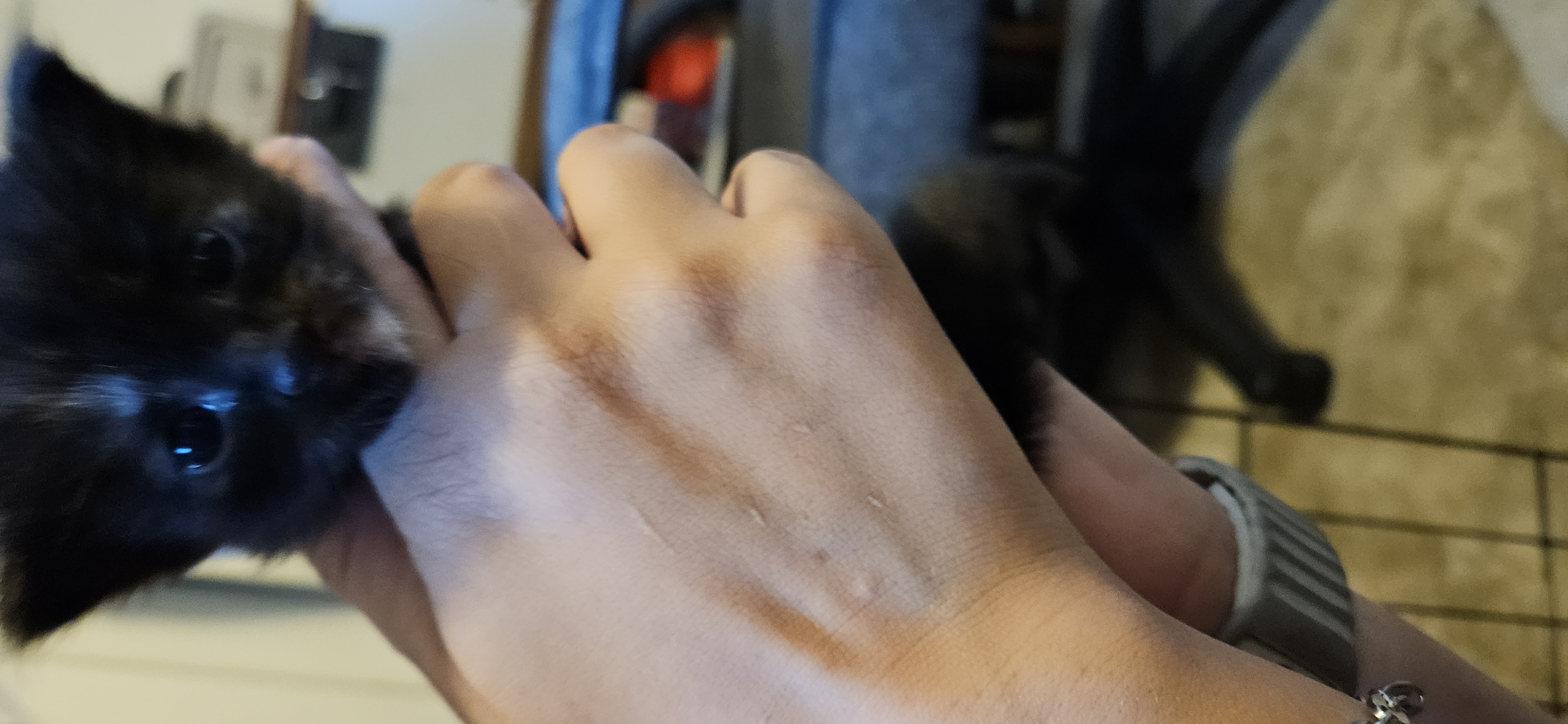 Picture of the Animal Listed