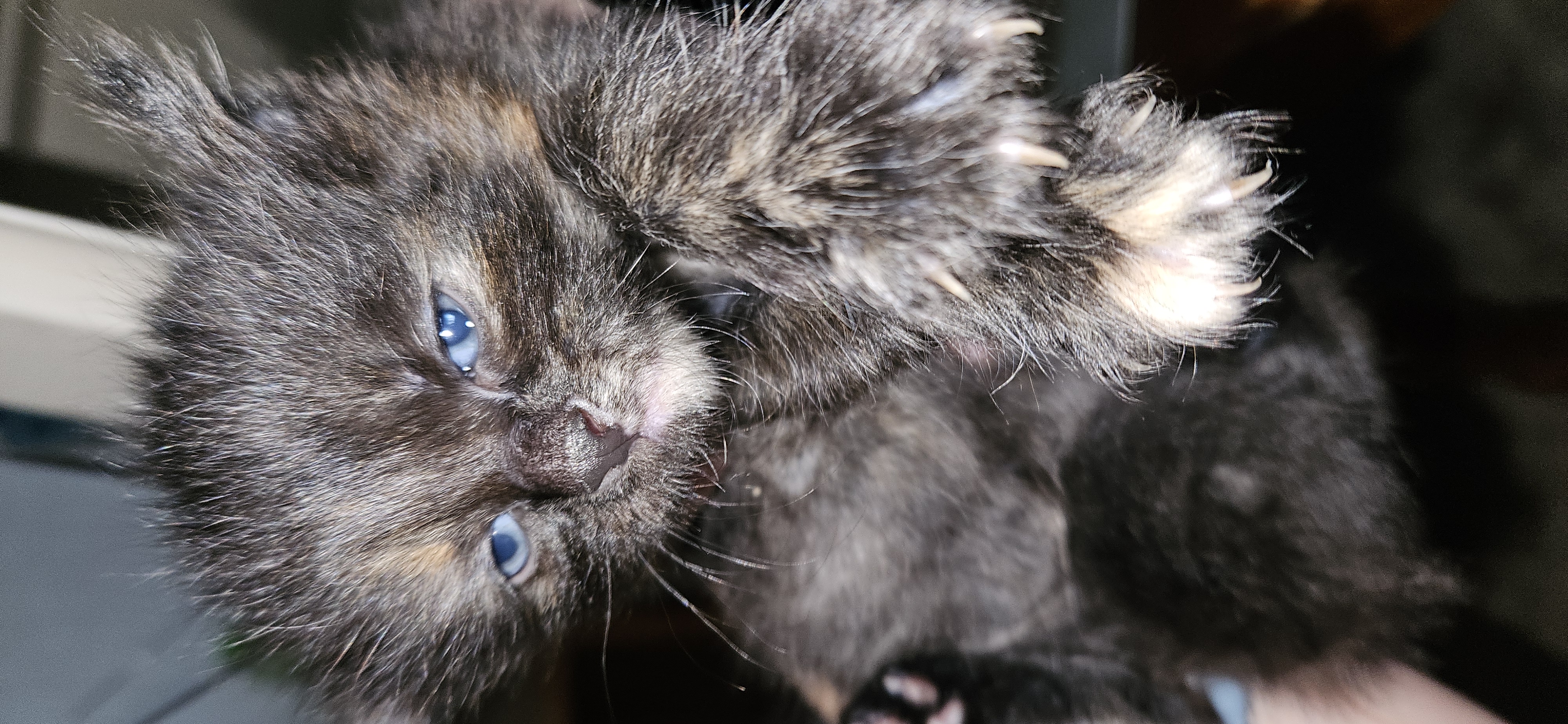 Picture of the Animal Listed