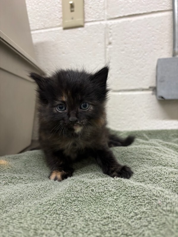 Picture of the Animal Listed