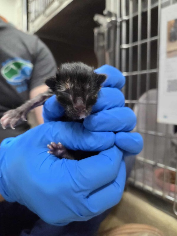 Picture of the Animal Listed