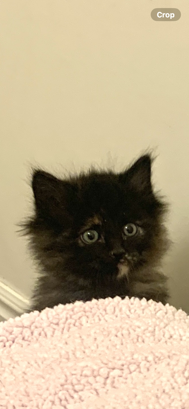 Picture of the Animal Listed