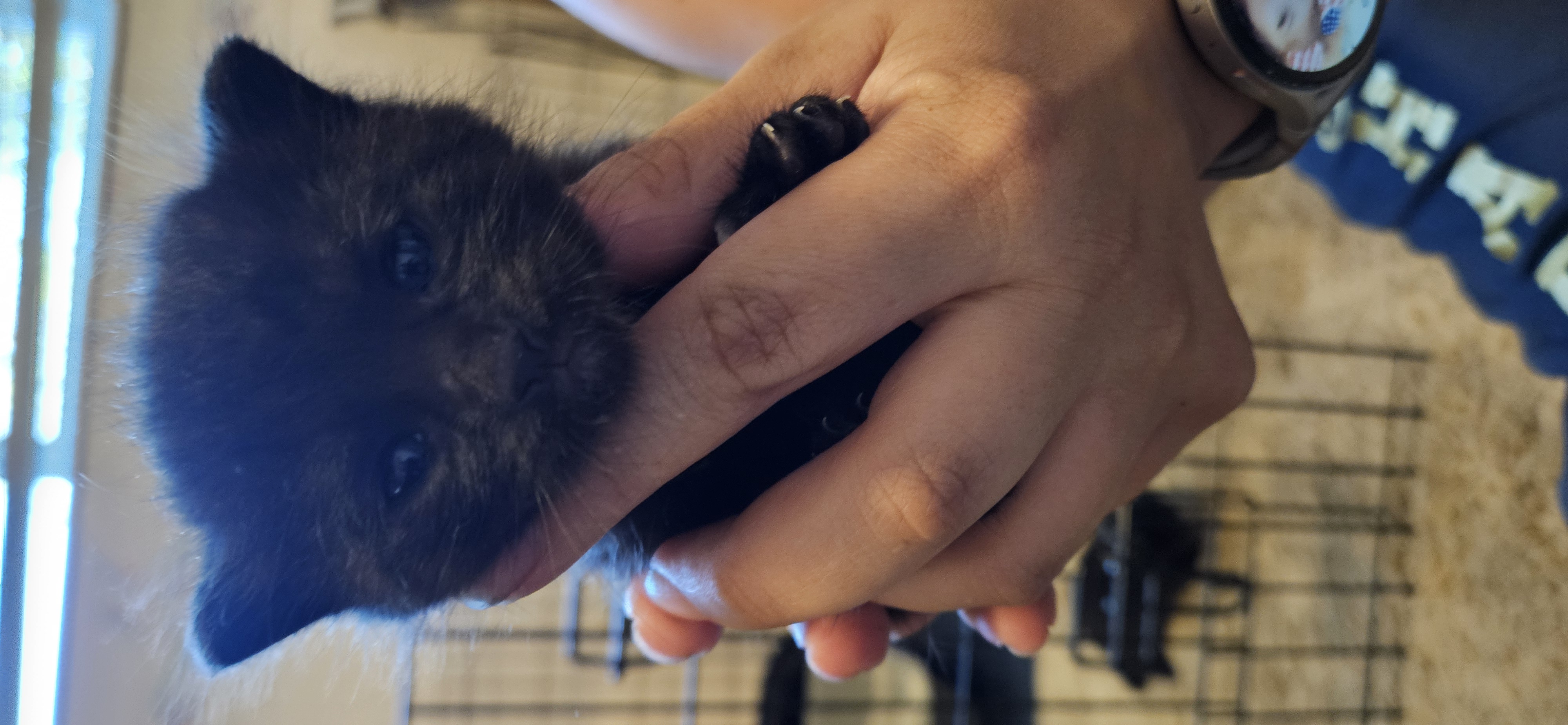 Picture of the Animal Listed