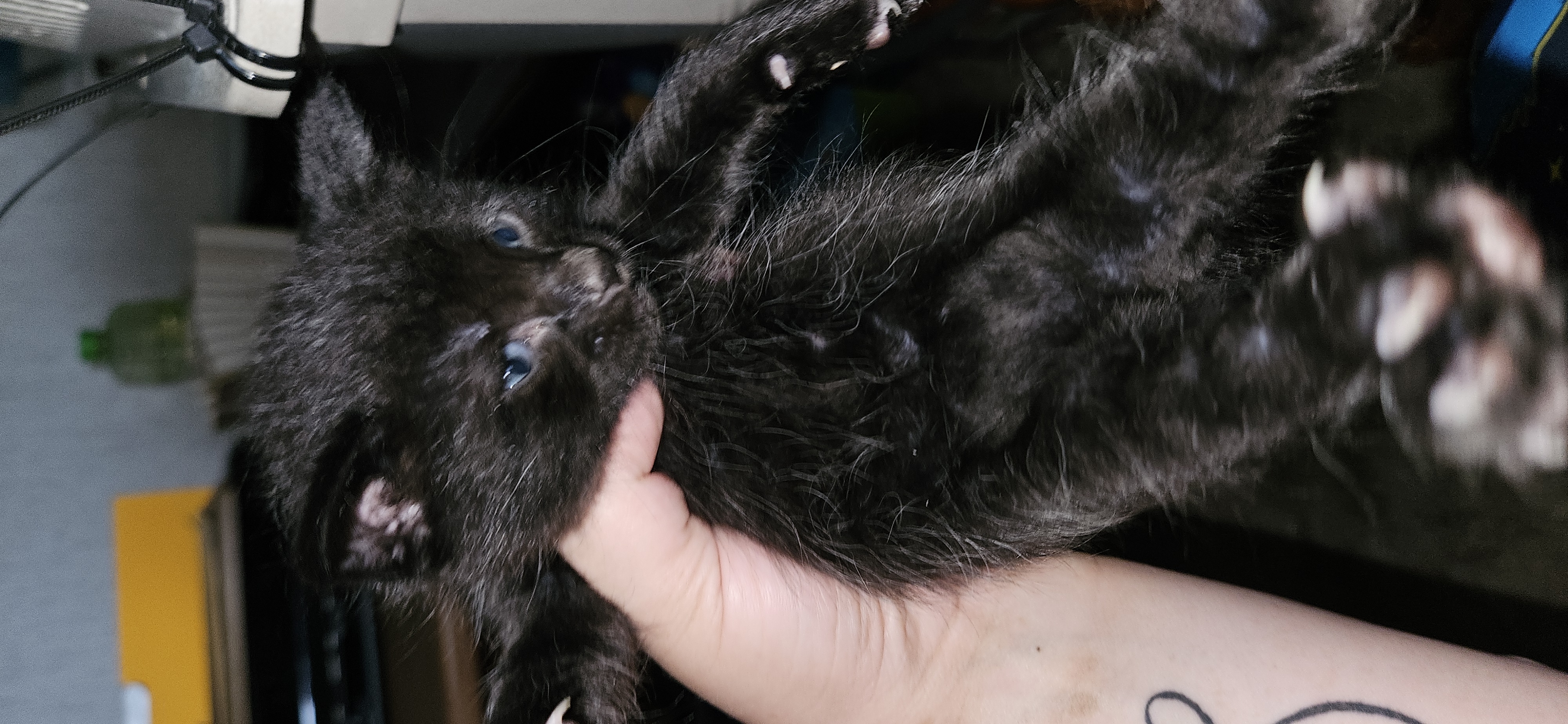 Picture of the Animal Listed