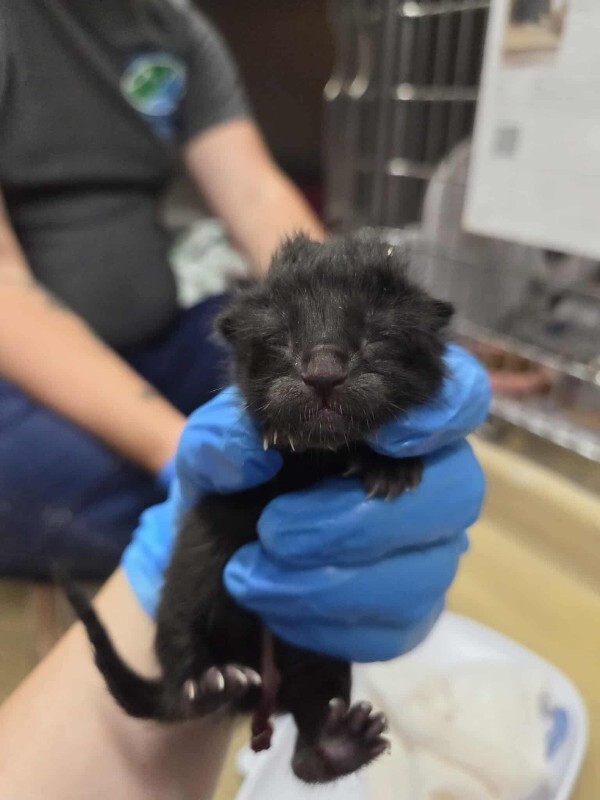 Picture of the Animal Listed