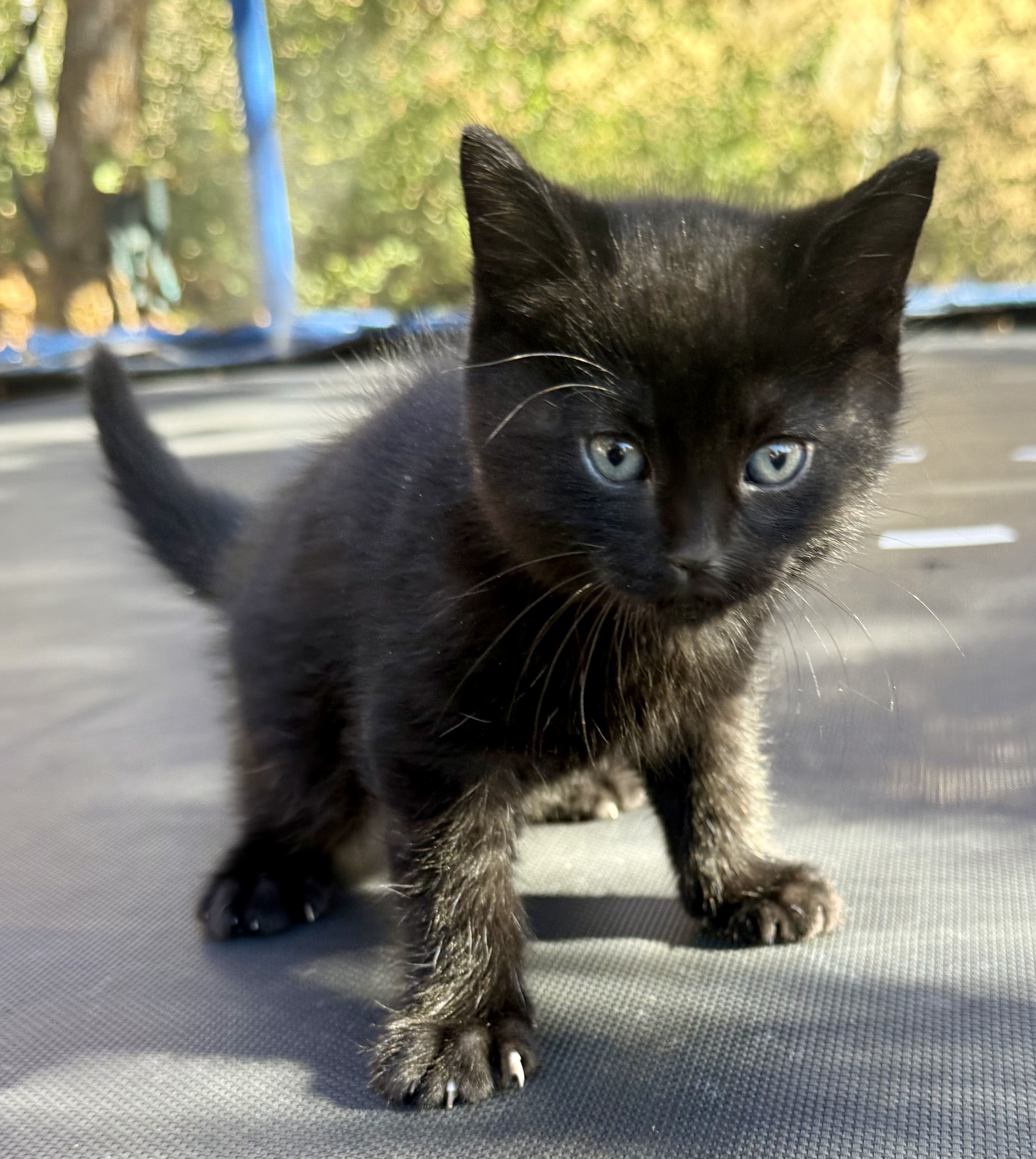 Picture of the Animal Listed