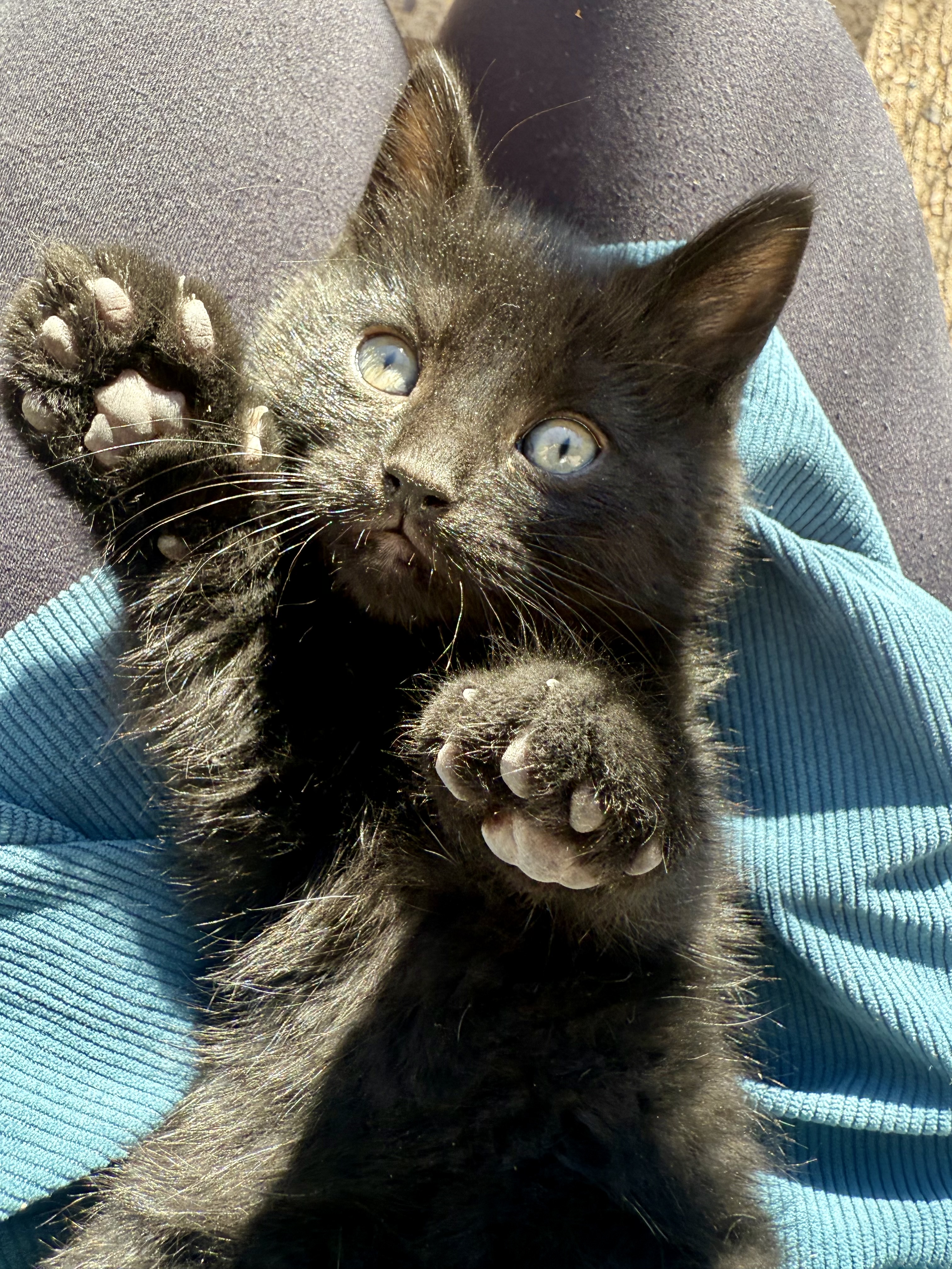 Picture of the Animal Listed