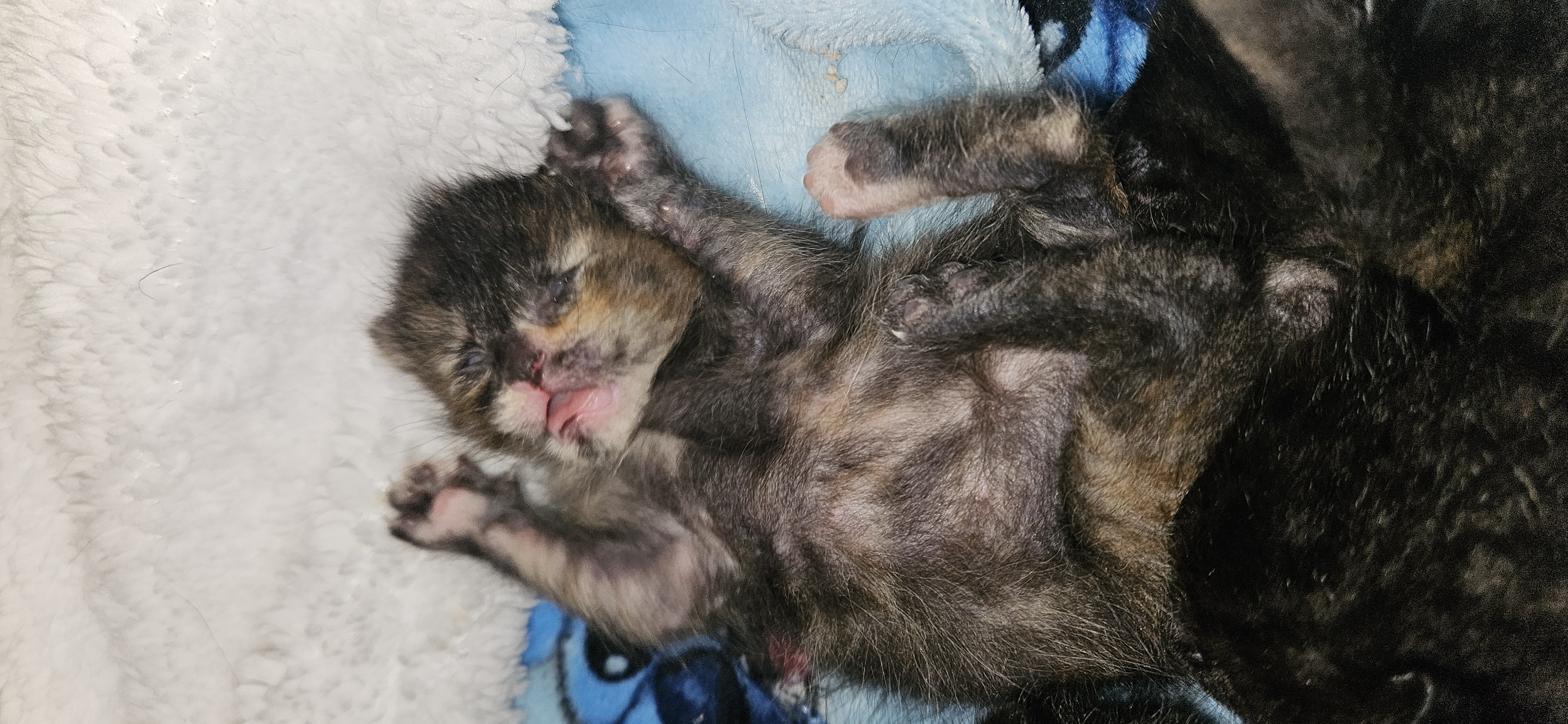 Picture of the Animal Listed