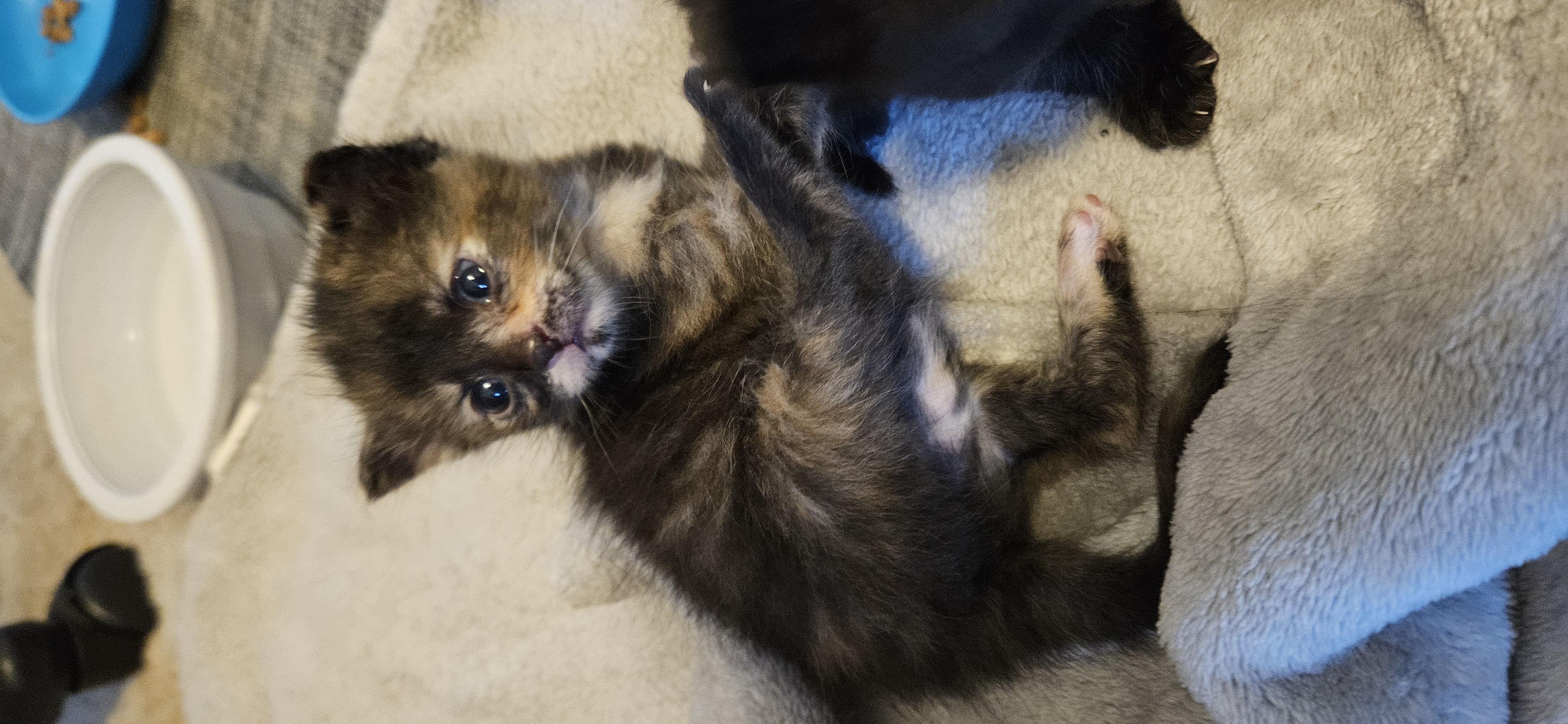 Picture of the Animal Listed