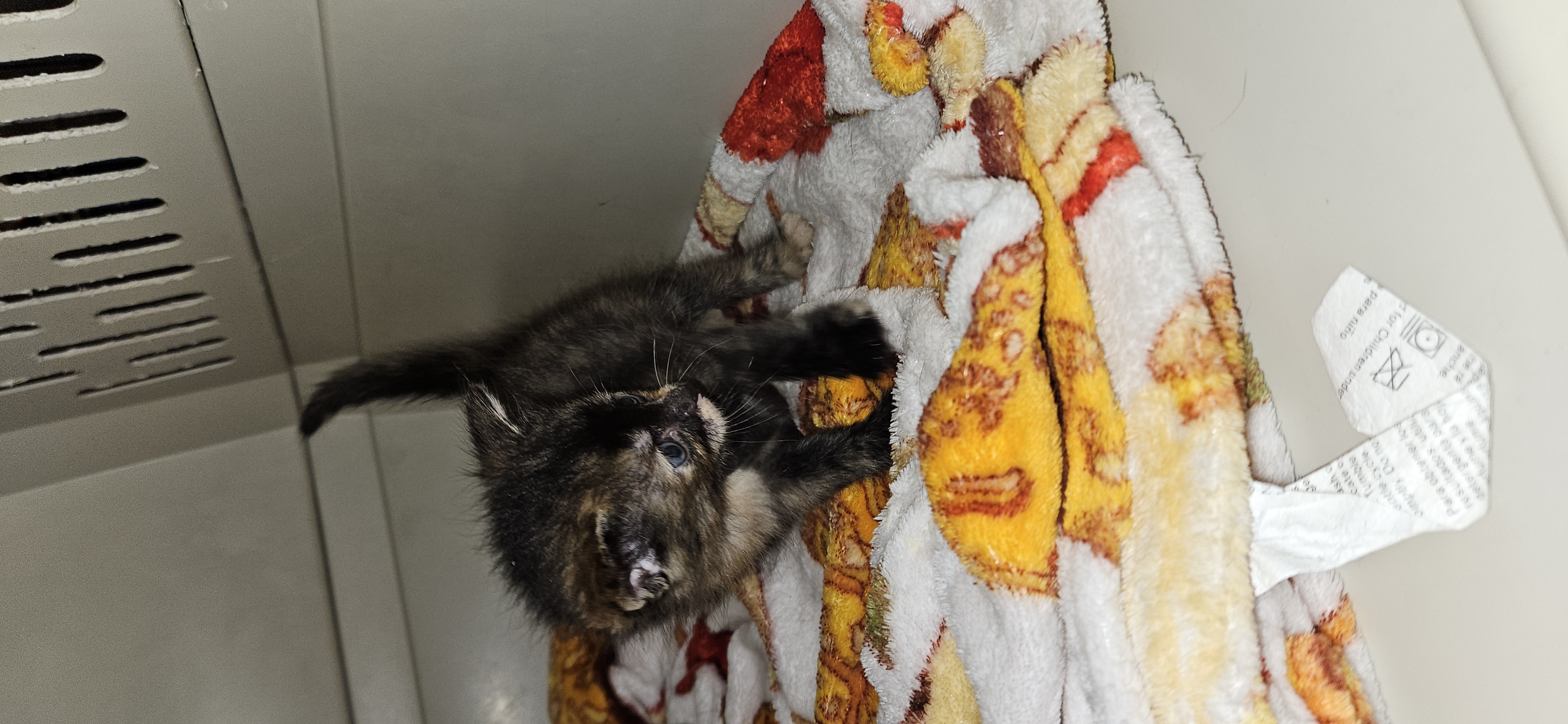 Picture of the Animal Listed