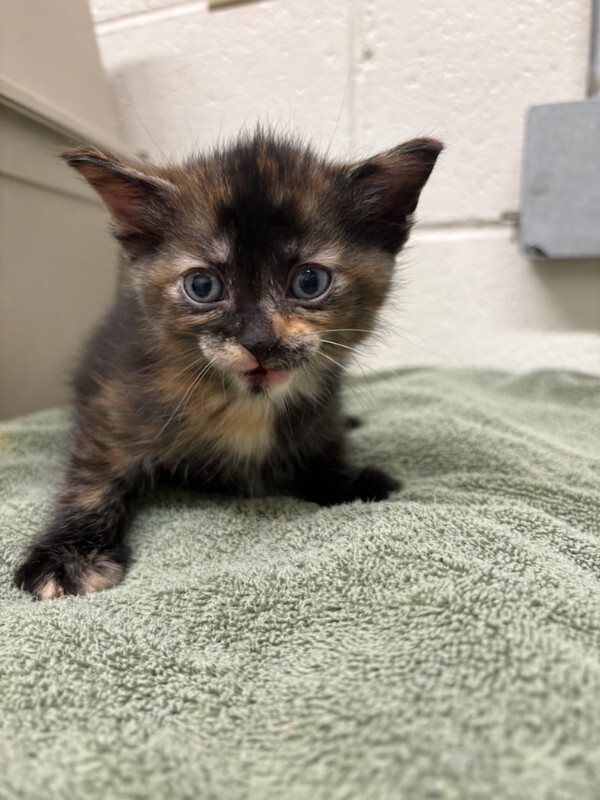 Picture of the Animal Listed