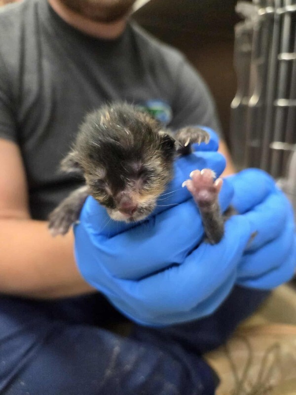 Picture of the Animal Listed