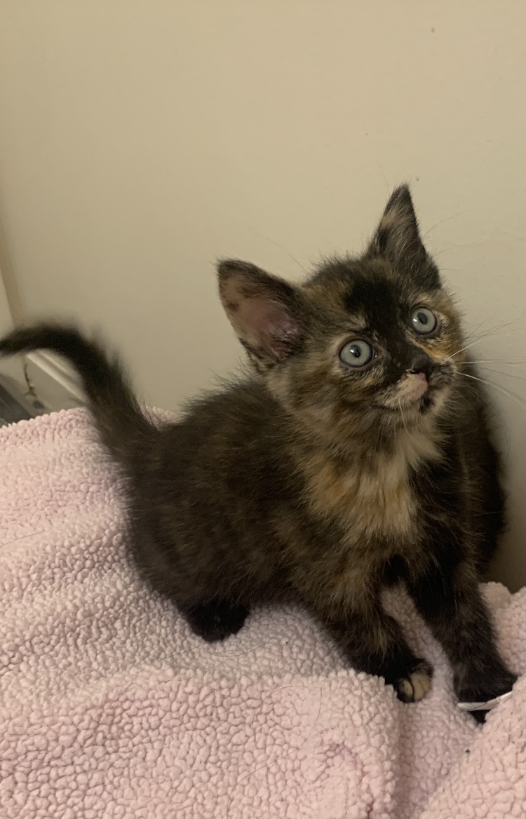 Picture of the Animal Listed