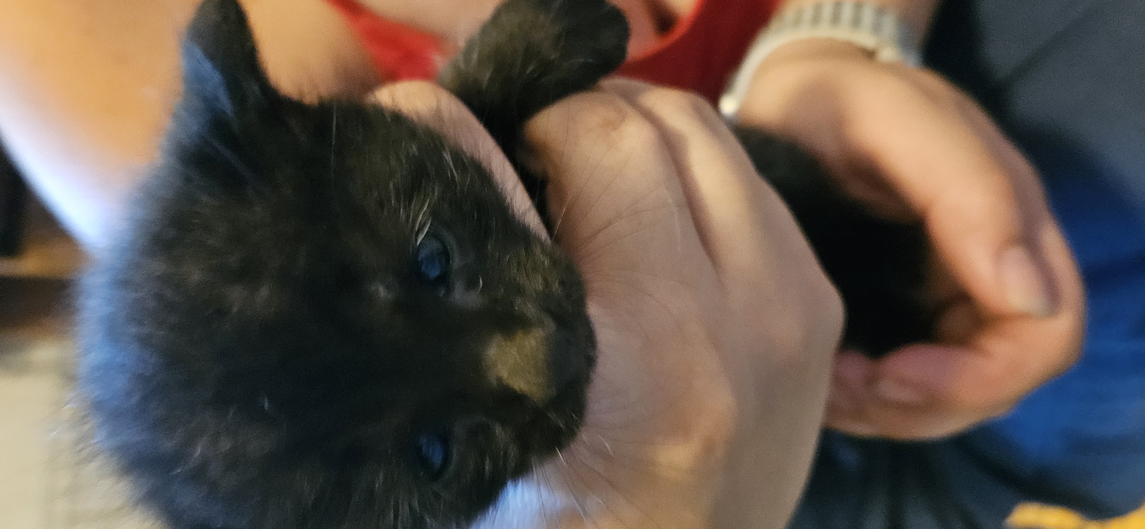 Picture of the Animal Listed