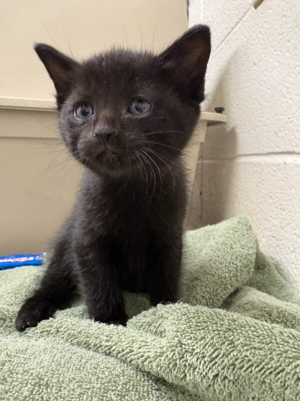 Picture of the Animal Listed