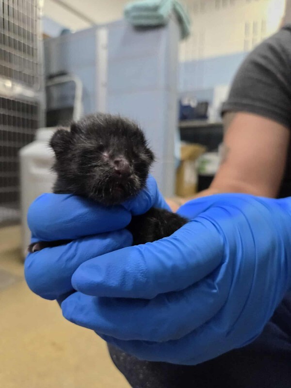 Picture of the Animal Listed