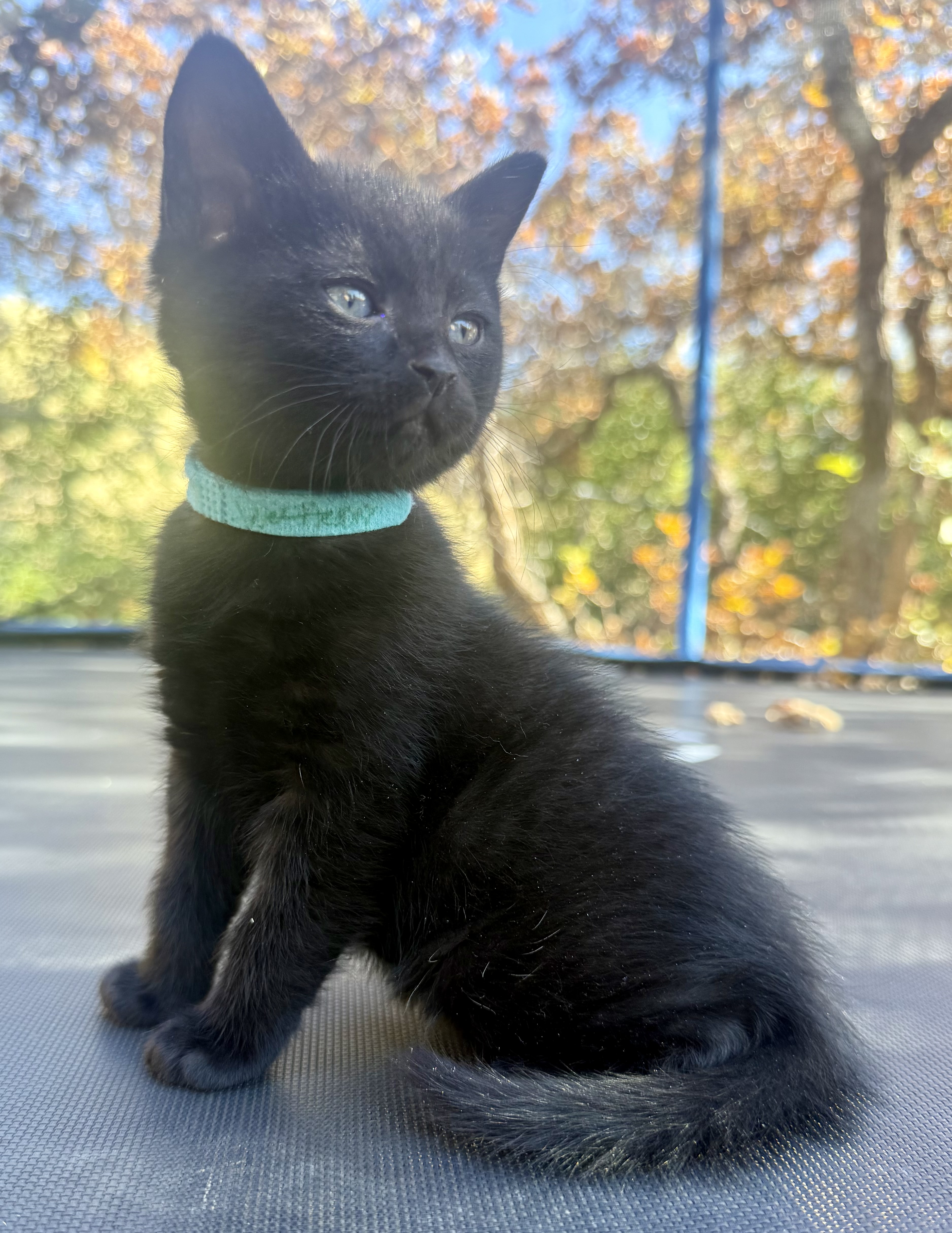 Picture of the Animal Listed