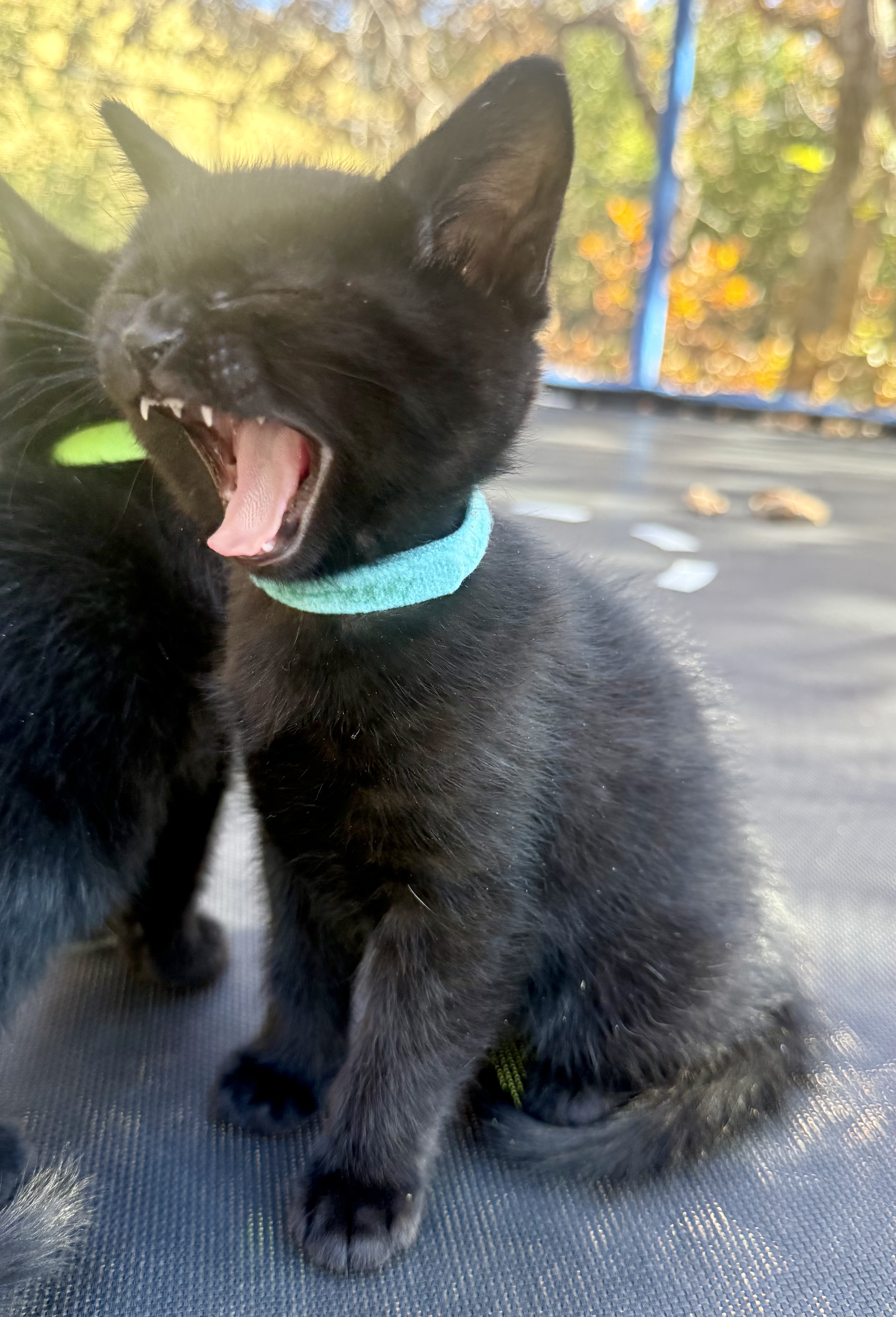 Picture of the Animal Listed