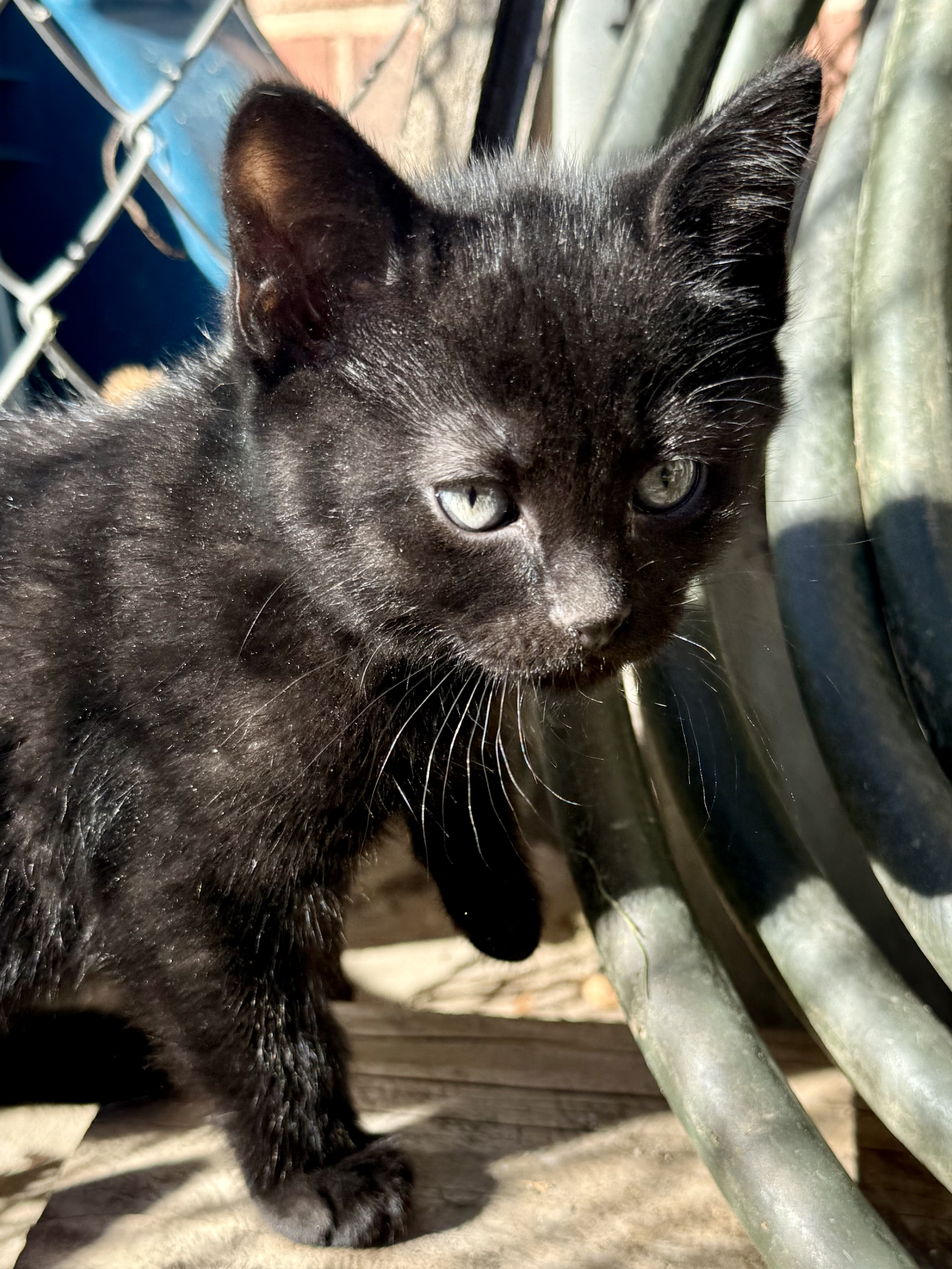 Picture of the Animal Listed