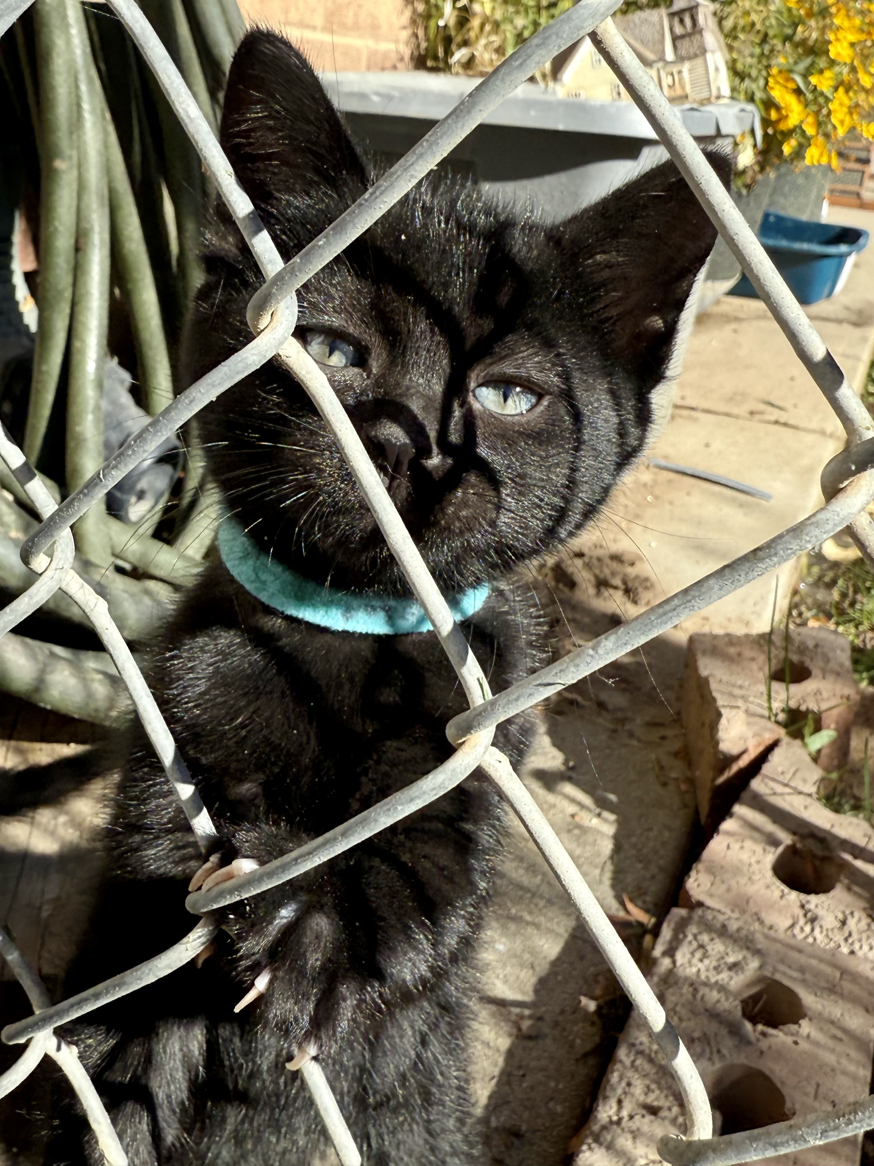 Picture of the Animal Listed