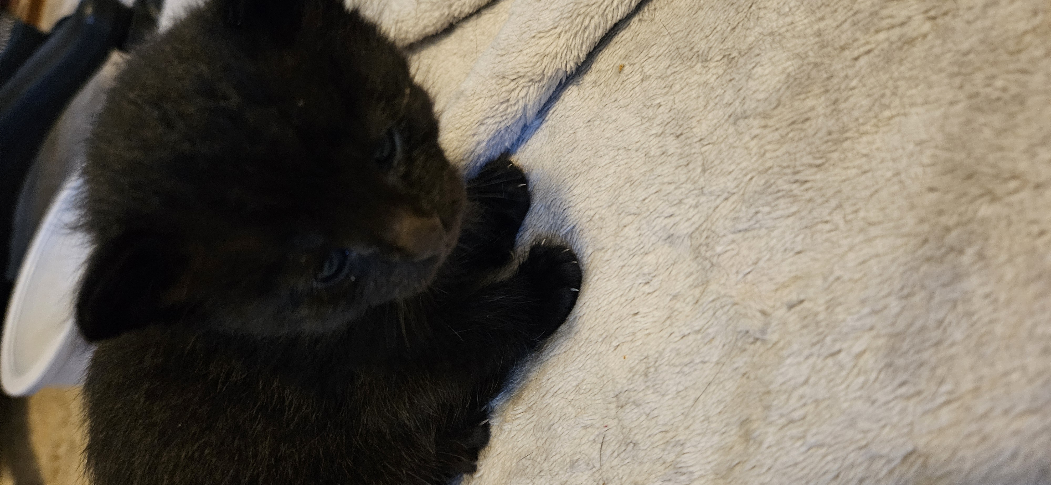 Picture of the Animal Listed