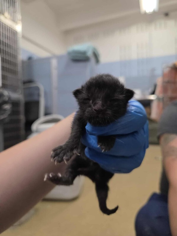 Picture of the Animal Listed