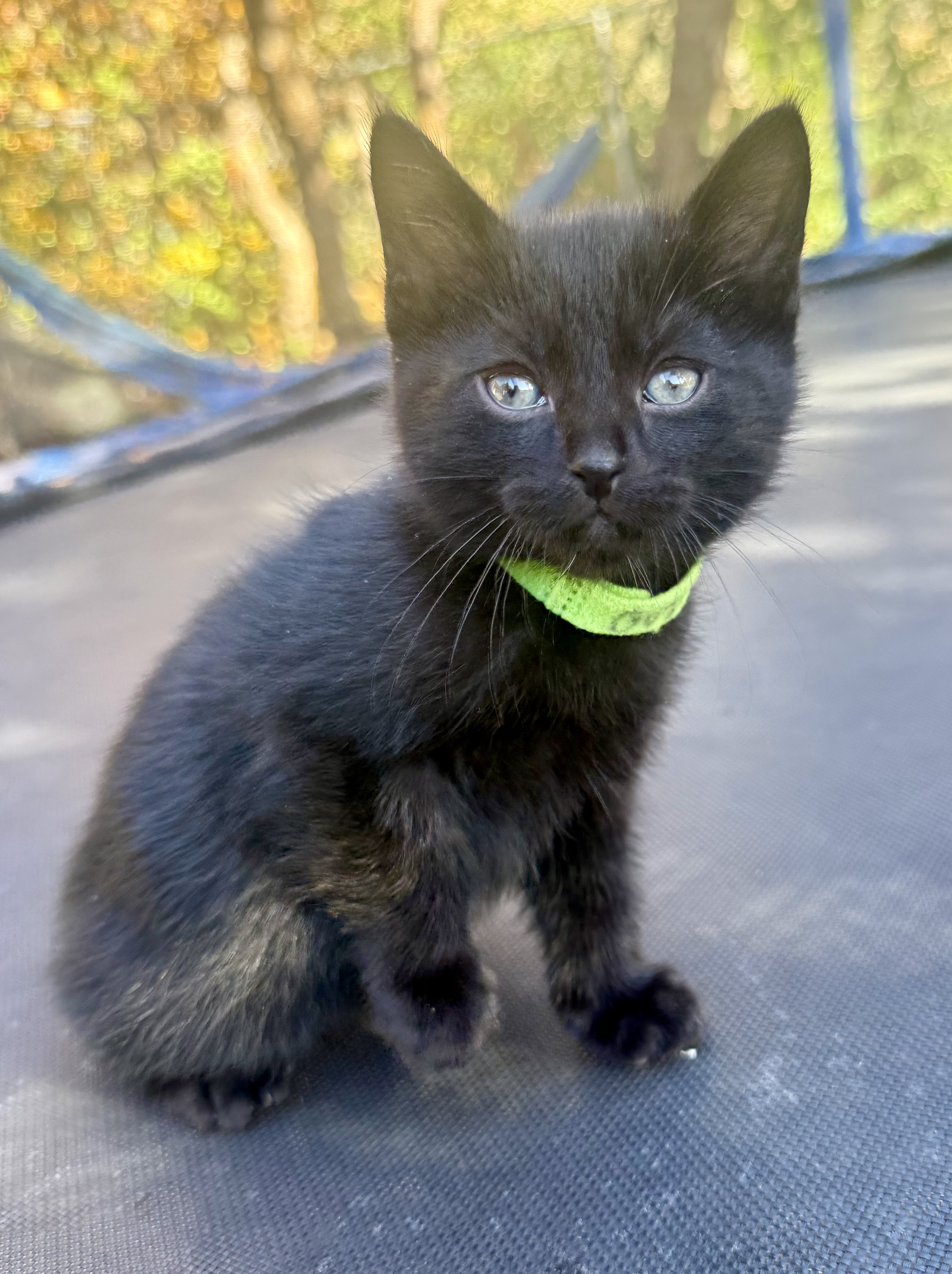 Picture of the Animal Listed