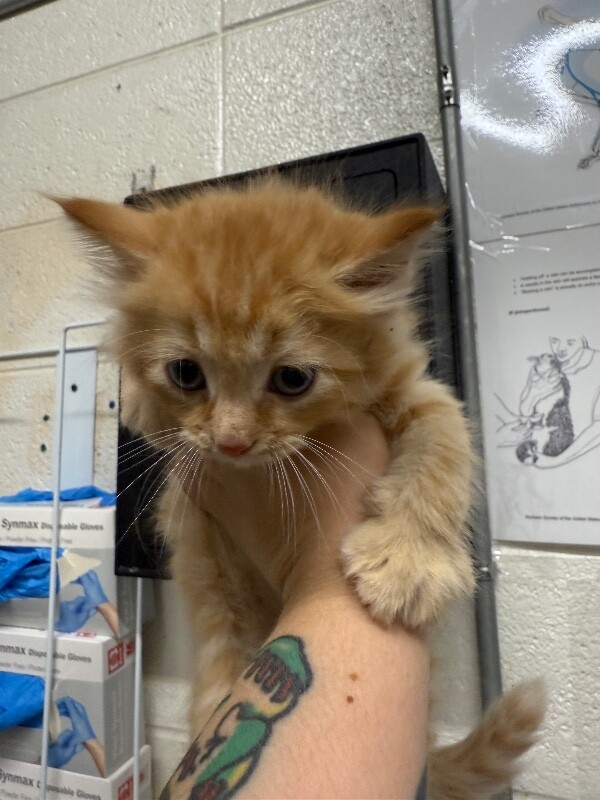 Picture of the Animal Listed