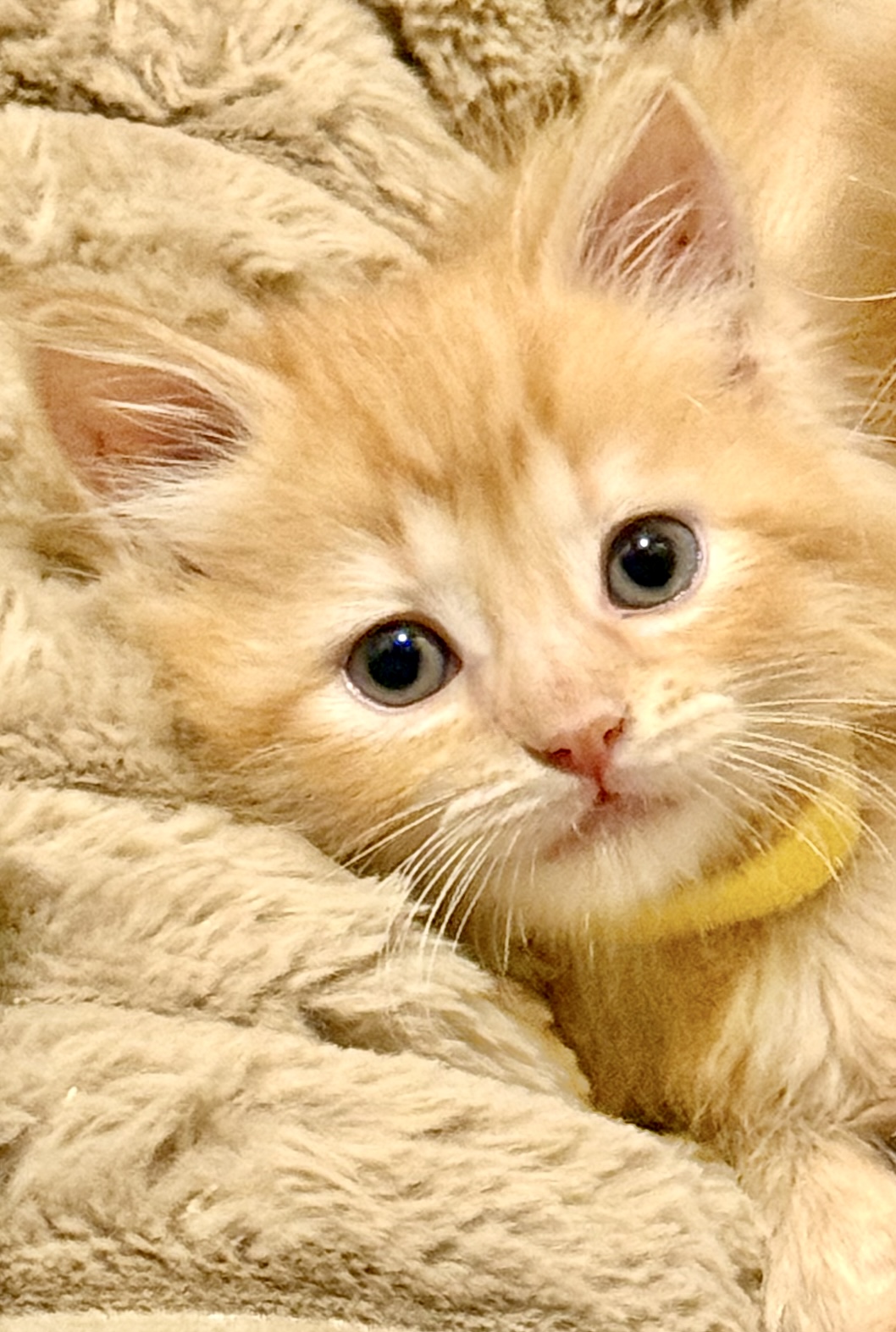 Picture of the Animal Listed
