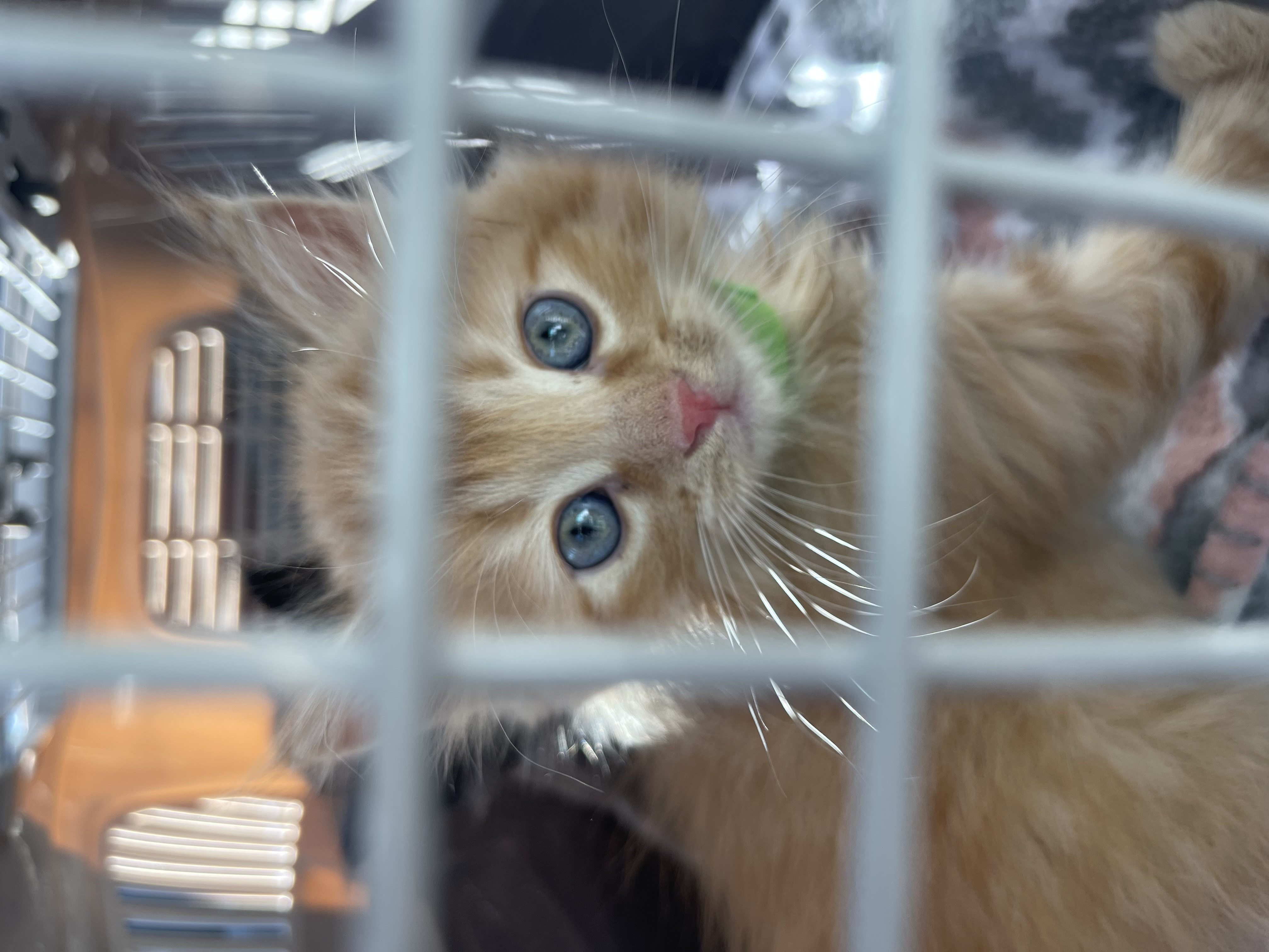 Picture of the Animal Listed