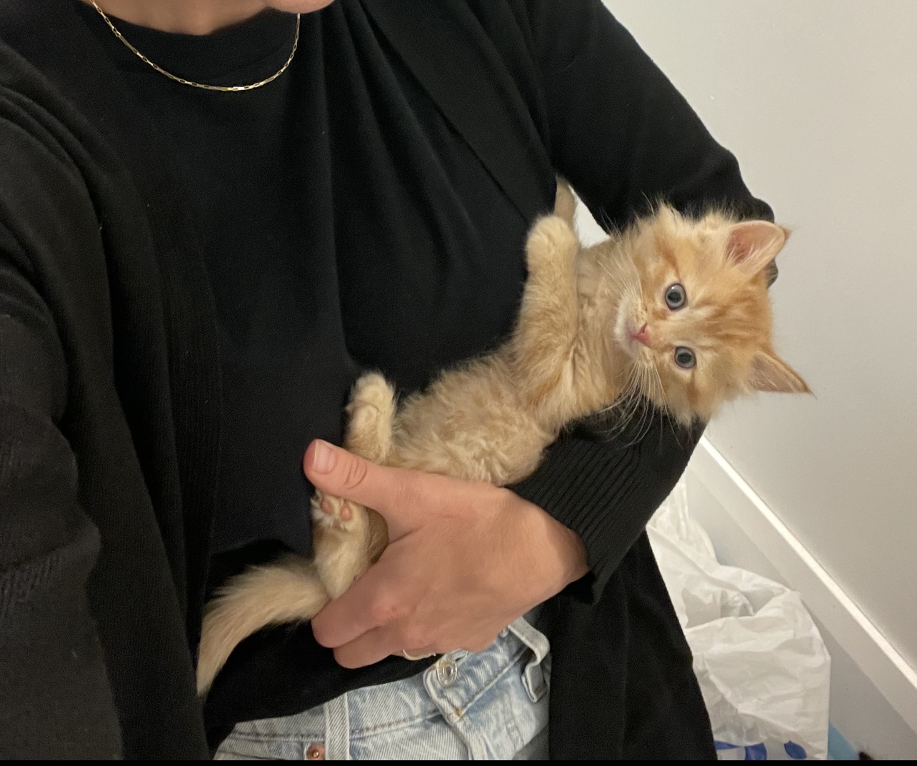 Picture of the Animal Listed